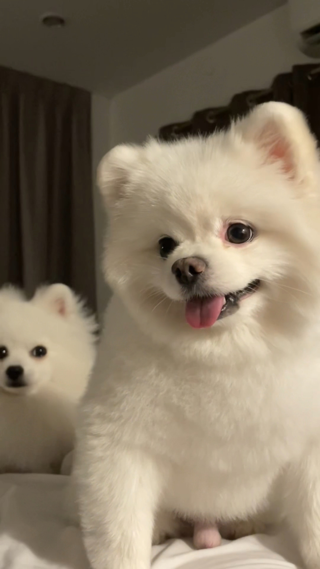 超白小狗宛如从雪堆钻出