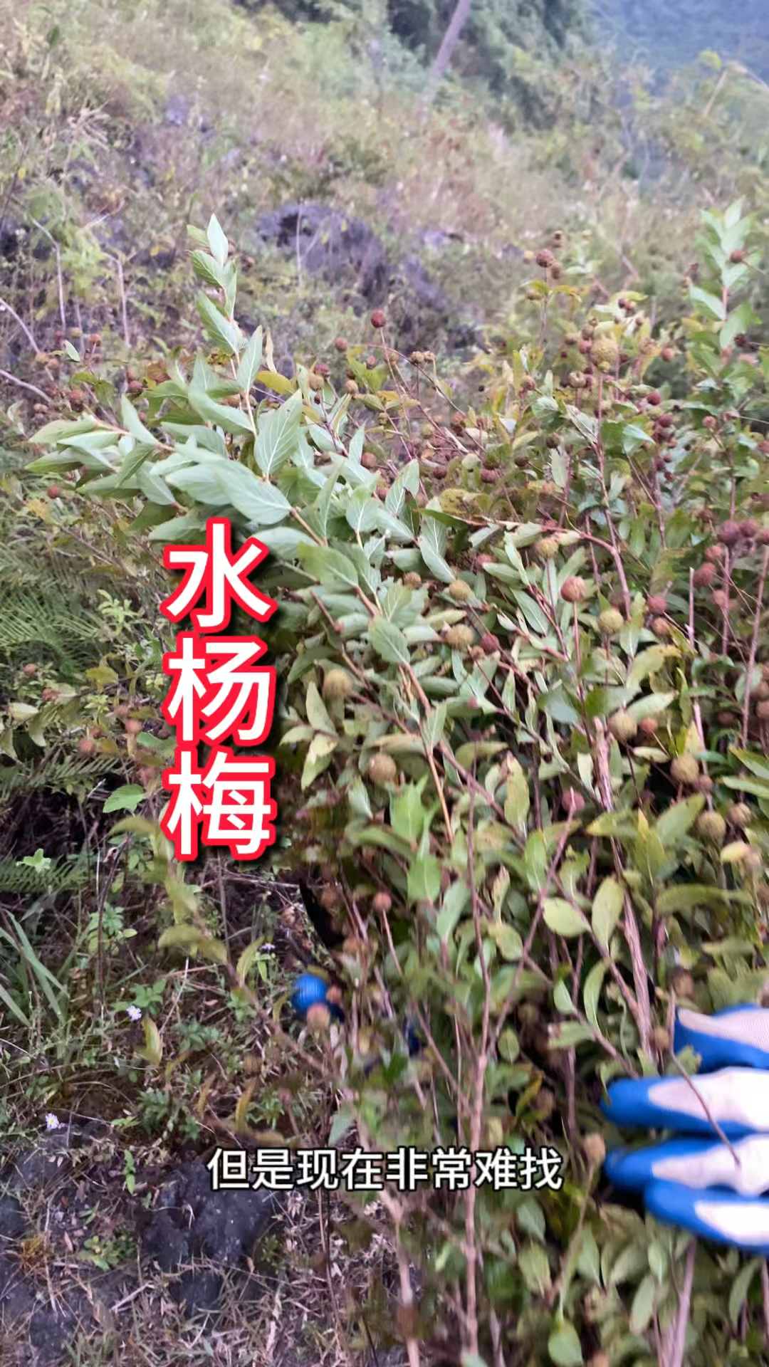 农村生活 三农 一日一植物 水杨梅