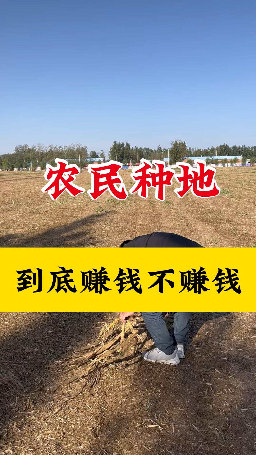 种植一亩地能挣多少钱(种植一亩地能挣多少钱啊)