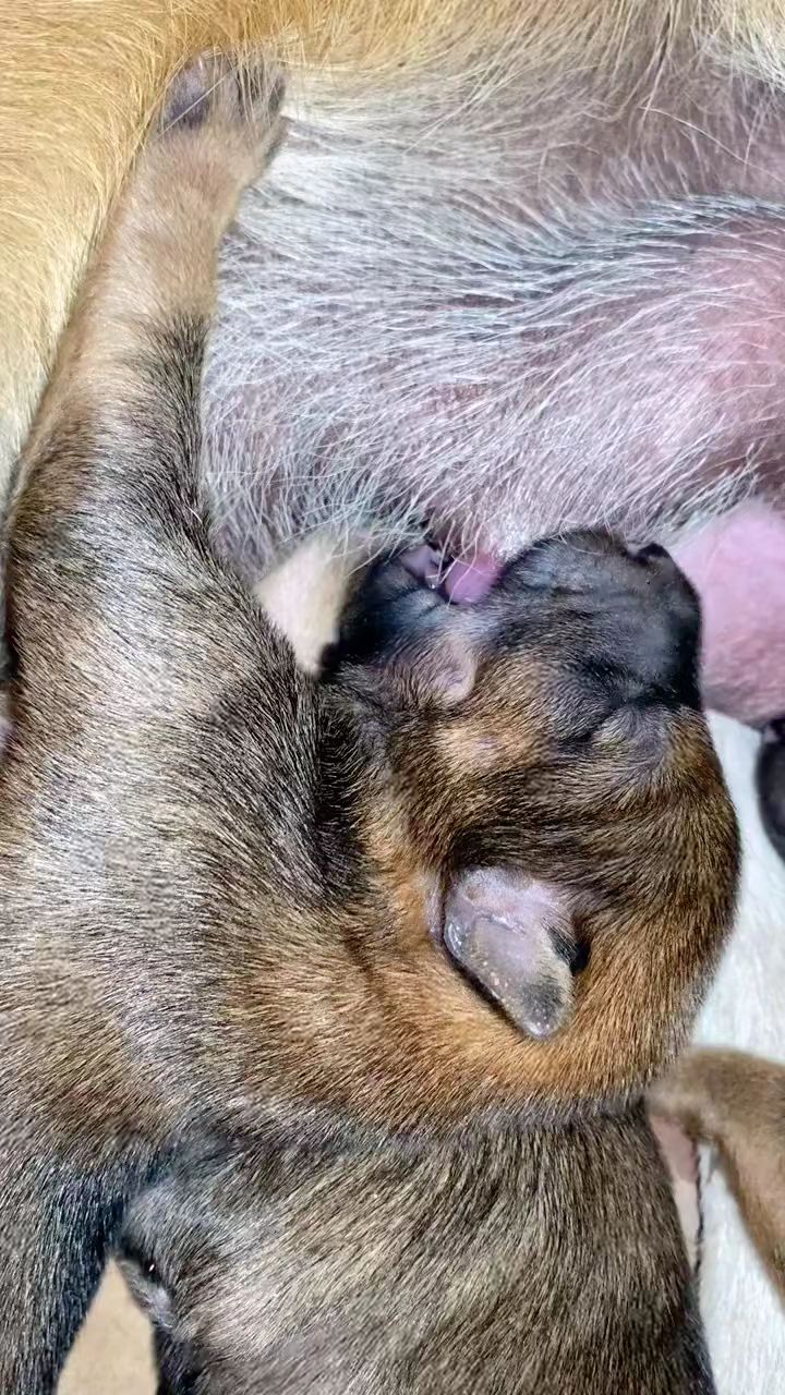 吃得多,狗头特别大