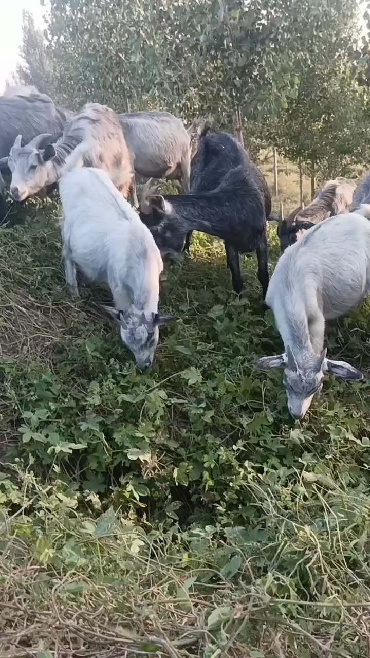 中秋季节草场肥沃农村散养青山羊