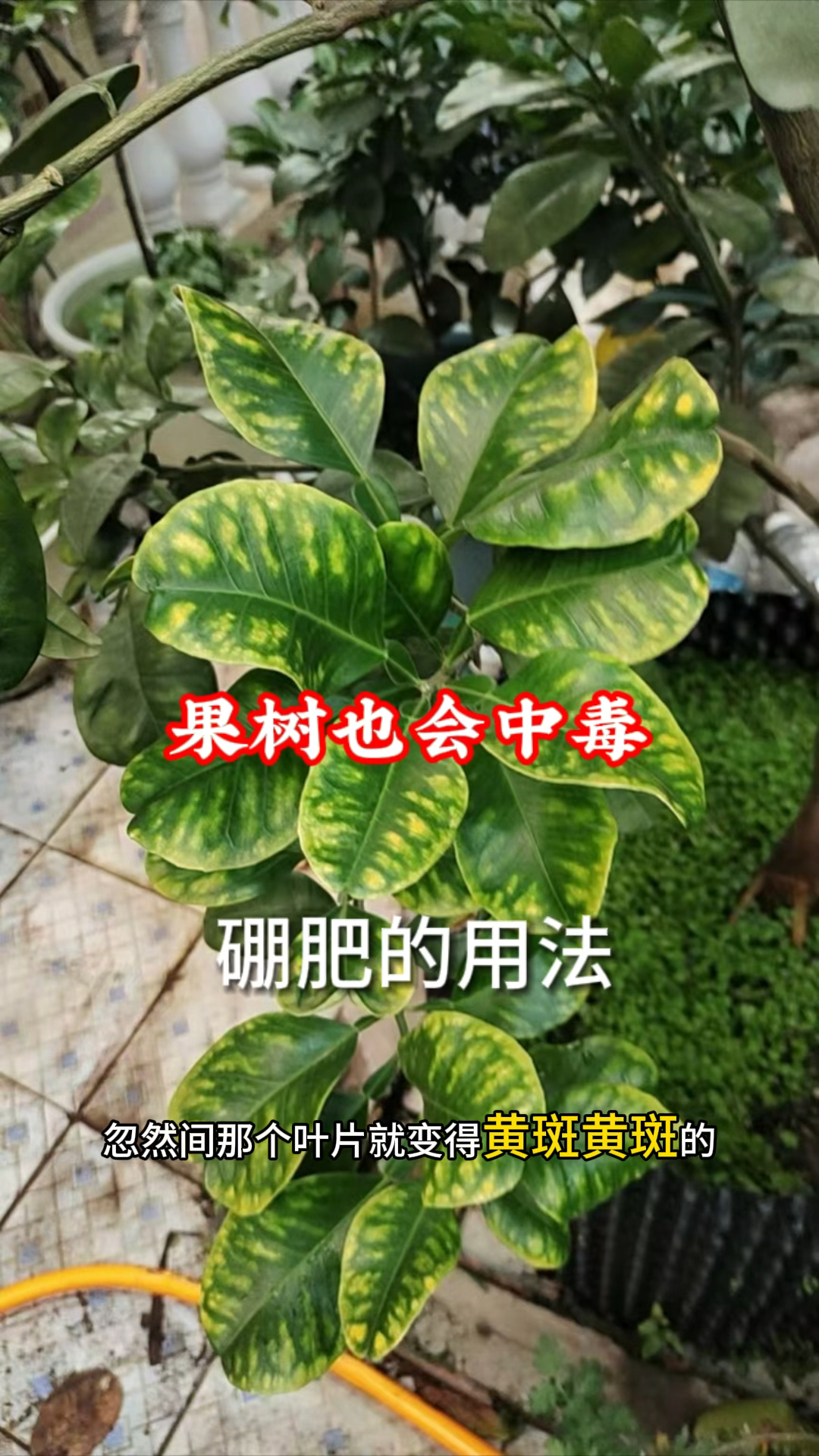 果树也会中毒?硼肥的正确的用法和时间,一个视频教会你