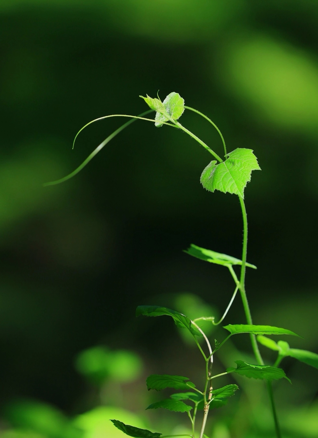 壁纸绿色植物背景绿植图片高清大图手机屏幕图片壁纸绿色绿植物图片
