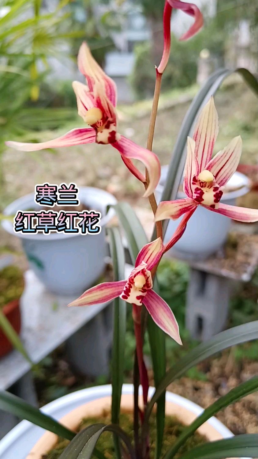 寒兰红草红花,杂交新品种,赏花闻香也非常不错