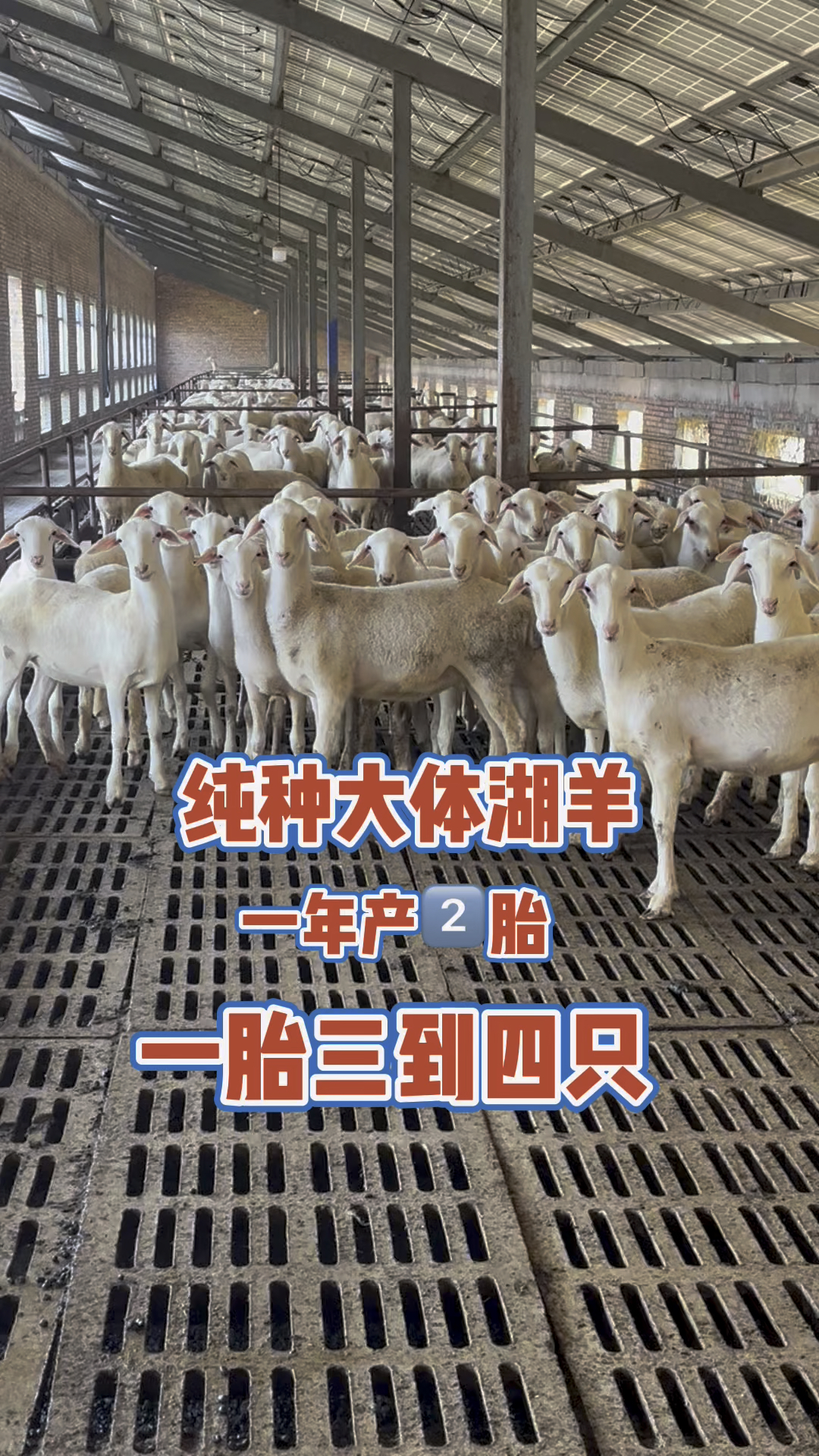 纯种大体湖羊 一年产两胎 一胎三到四只小羊羔