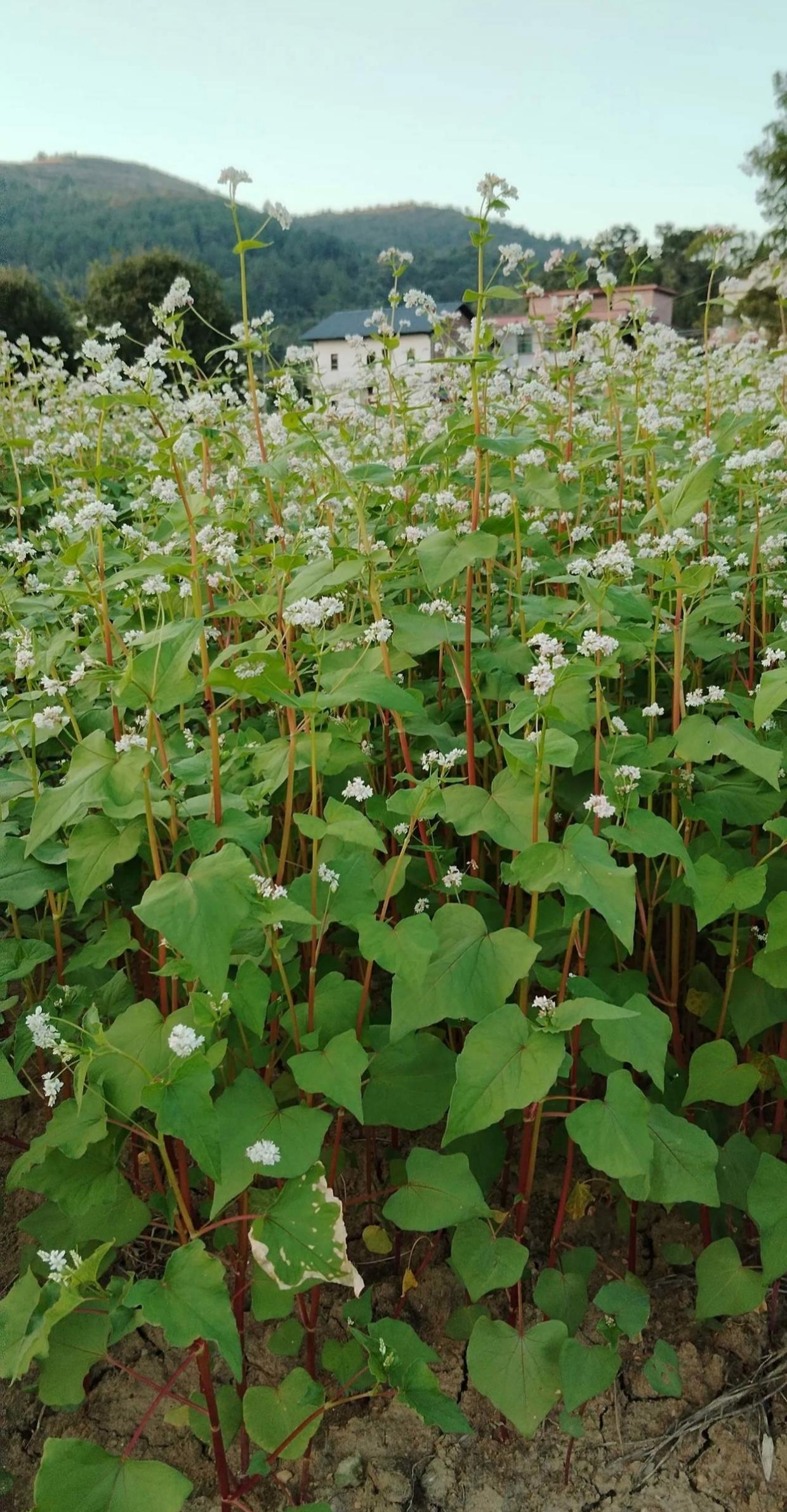 白花地丁花期图片