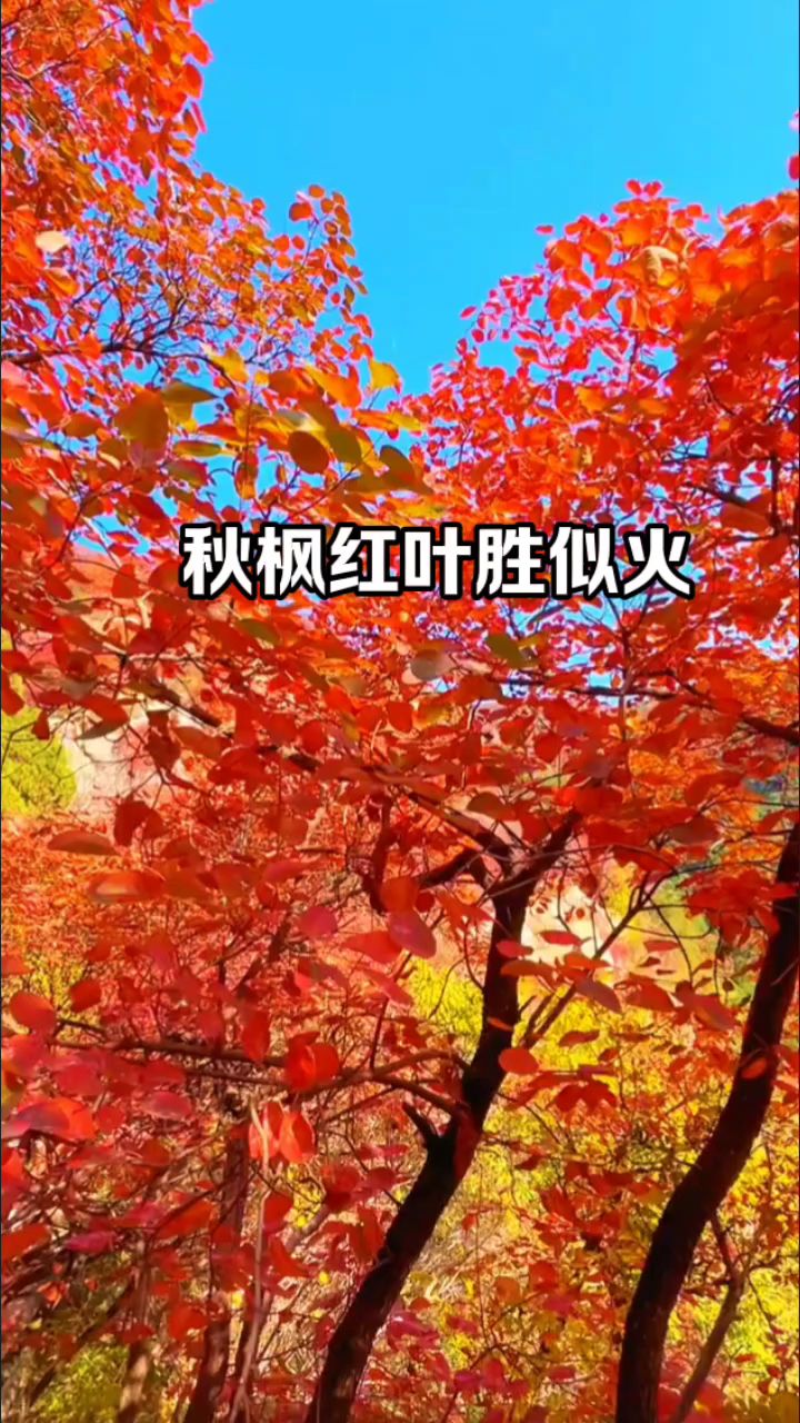 秋枫红叶胜似火红红火火