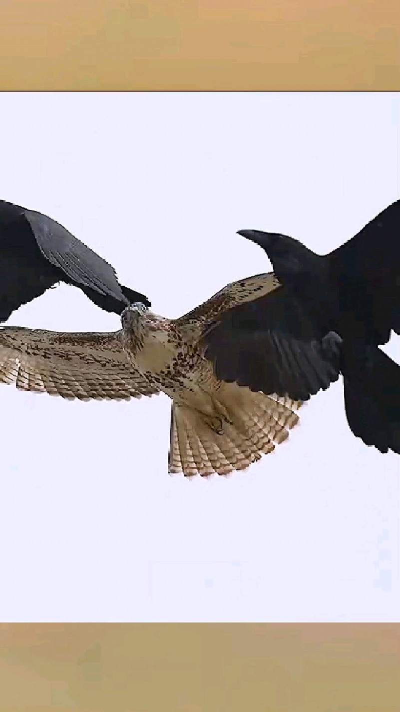 老鹰与乌鸦擦肩而过