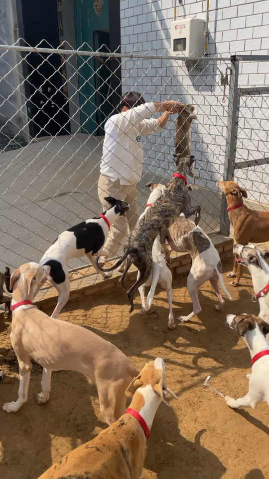 山东 纯种细狗 疫苗齐全 公母都有 灵缇 格力 格惠 惠比特 幼犬