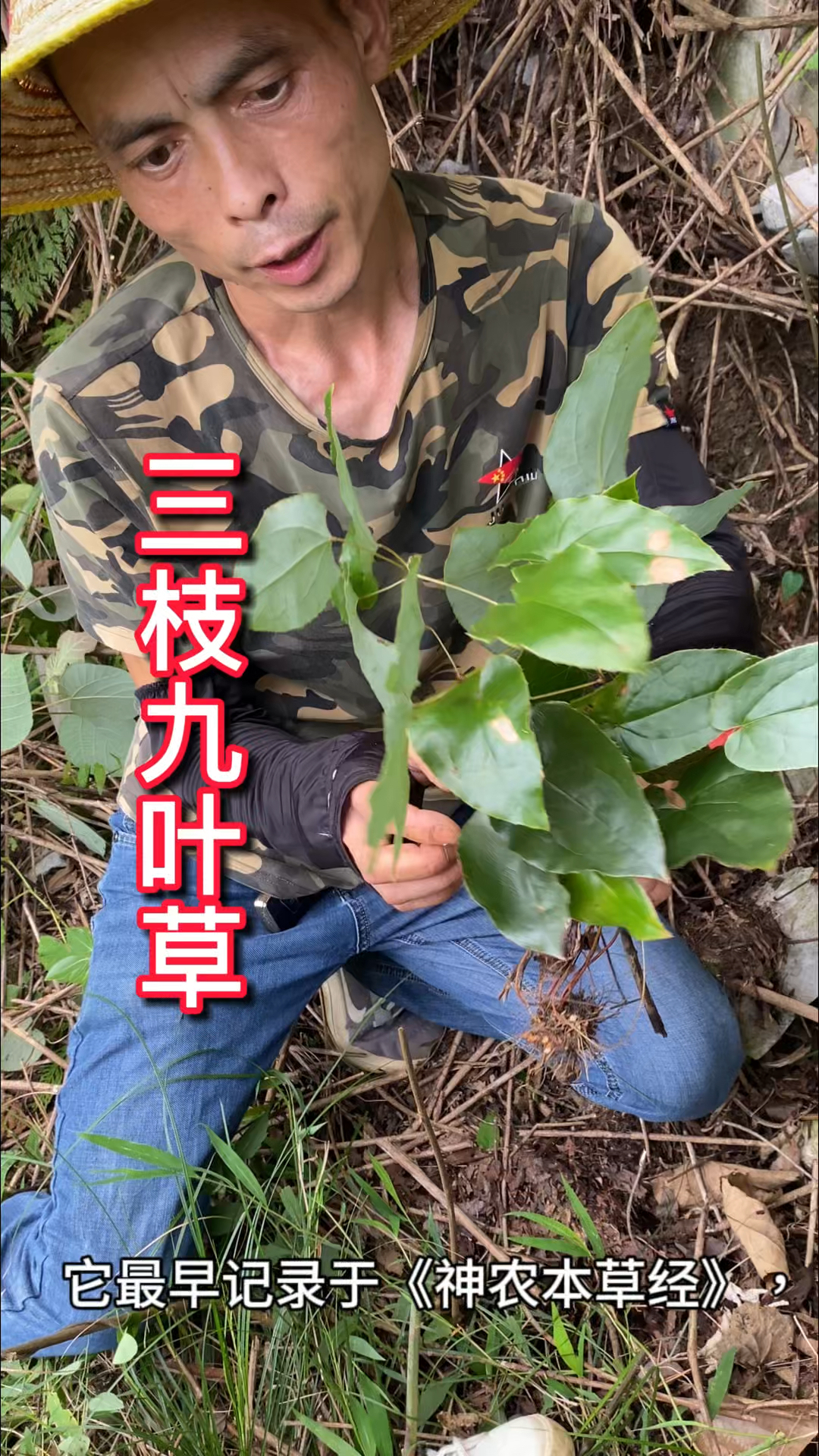 农村生活 一日一植物 三枝九叶草