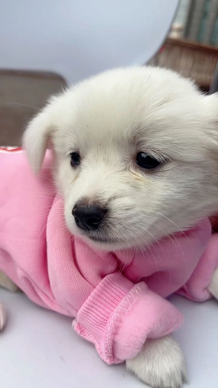 小狗崽实在太可爱啦