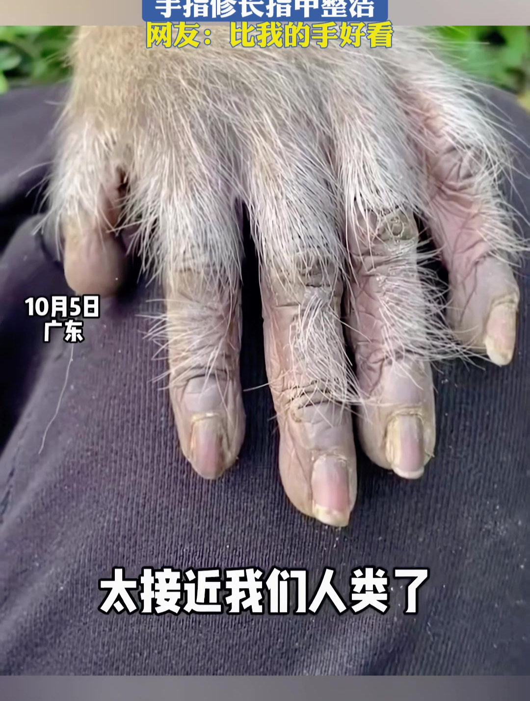 大猩猩手指甲图片