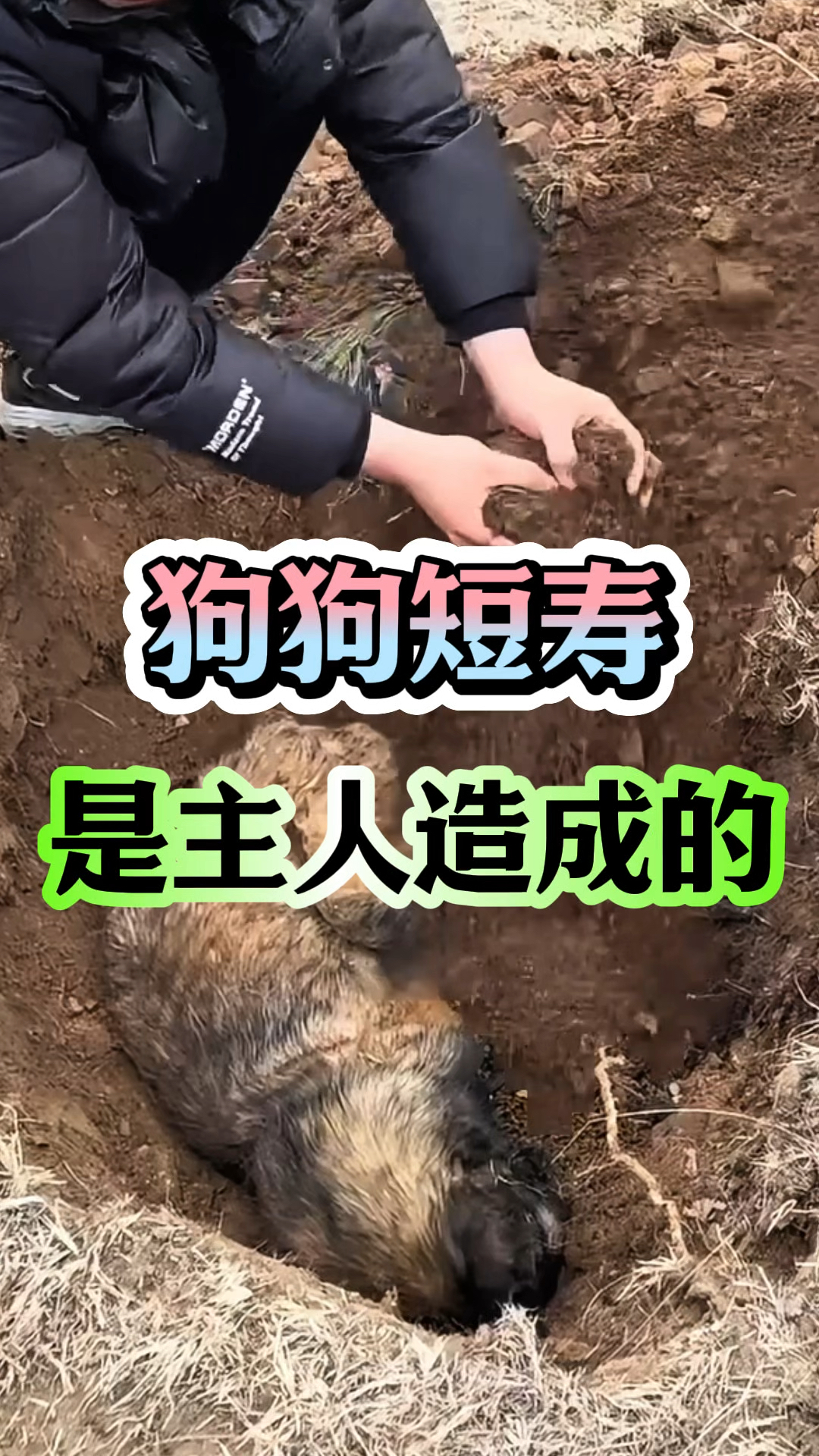 狗狗短寿,都是主人造成的