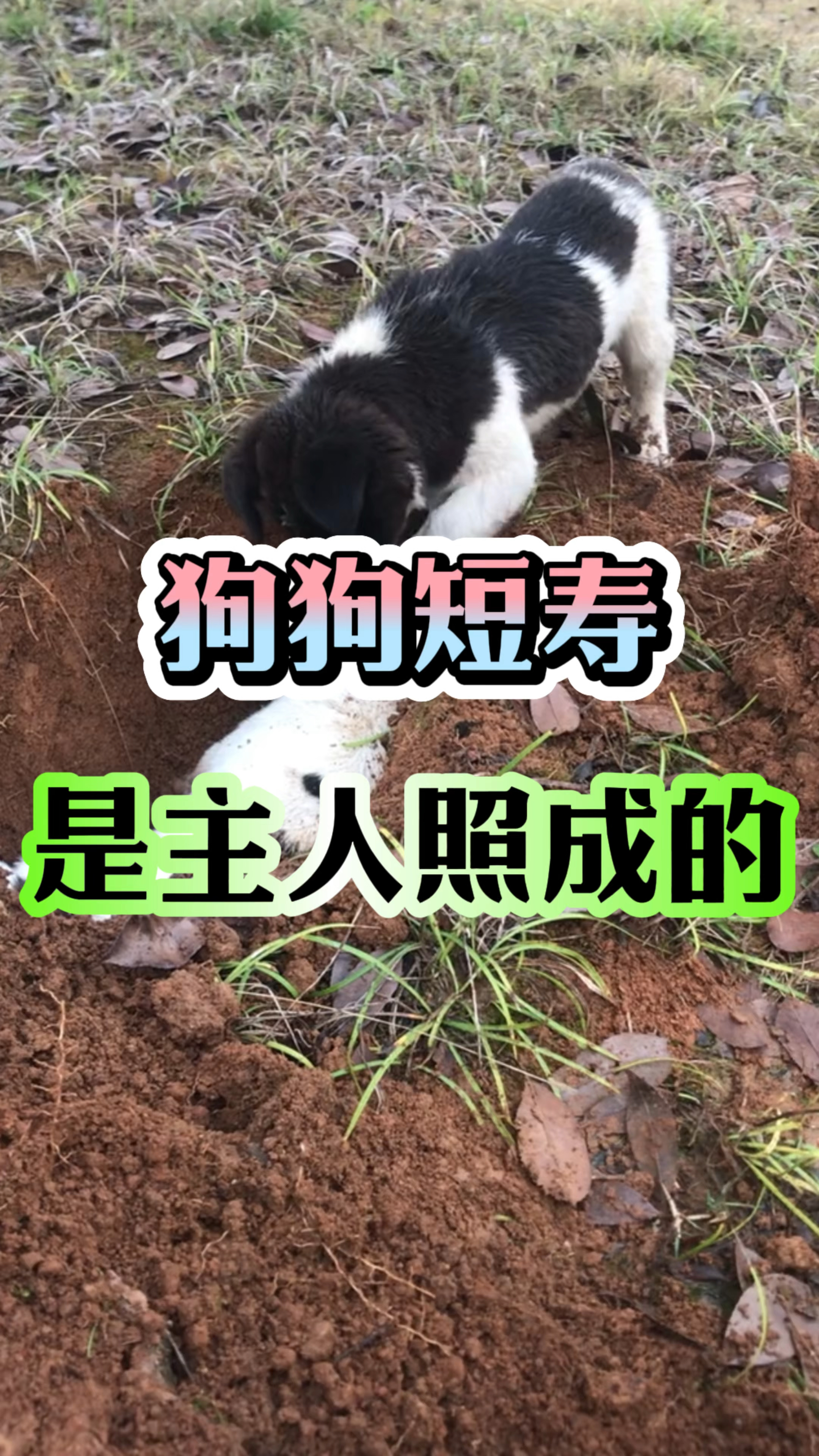 狗狗短寿都是主人一手照成的