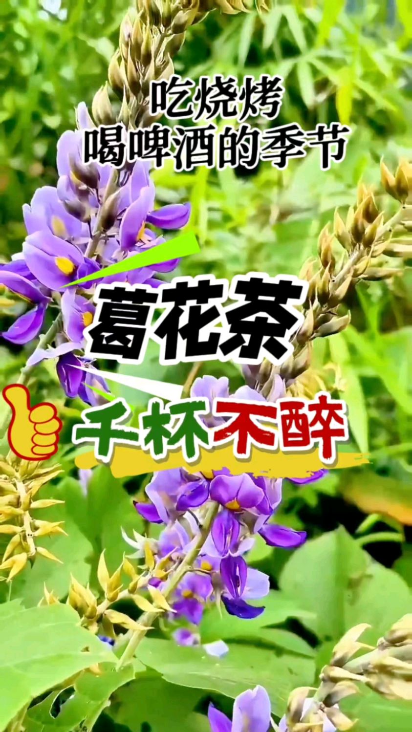 千杯不醉的葛花茶你喝过吗?