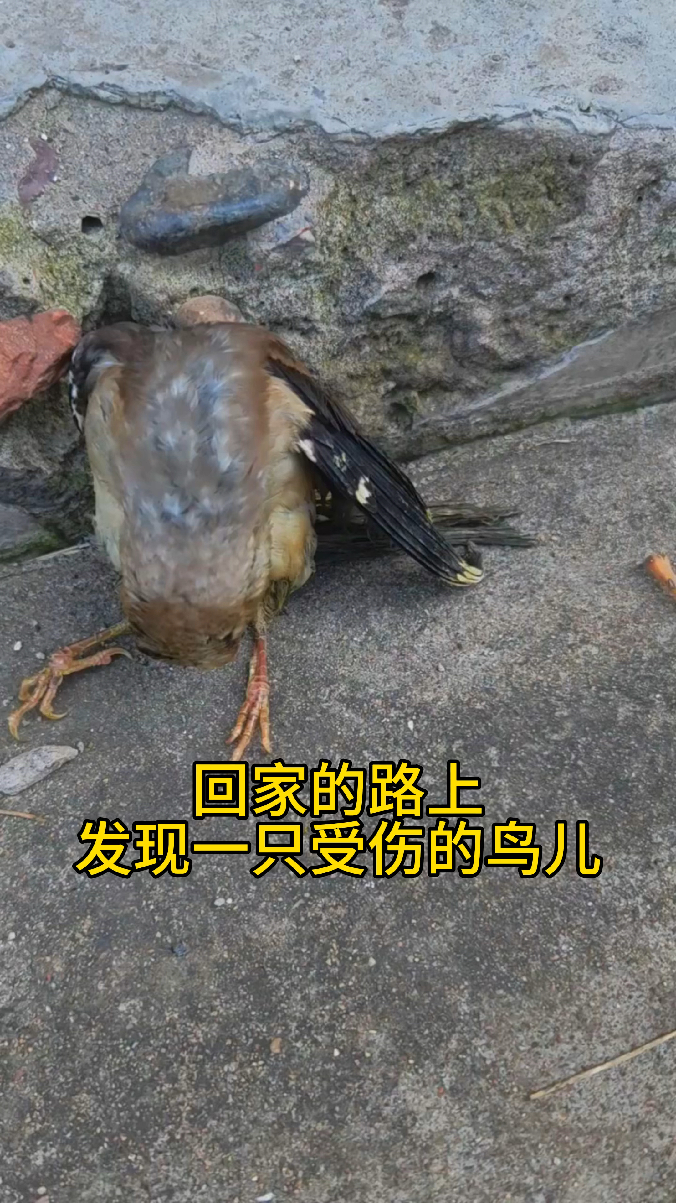 回家的路上偶遇一只受伤的鸟儿
