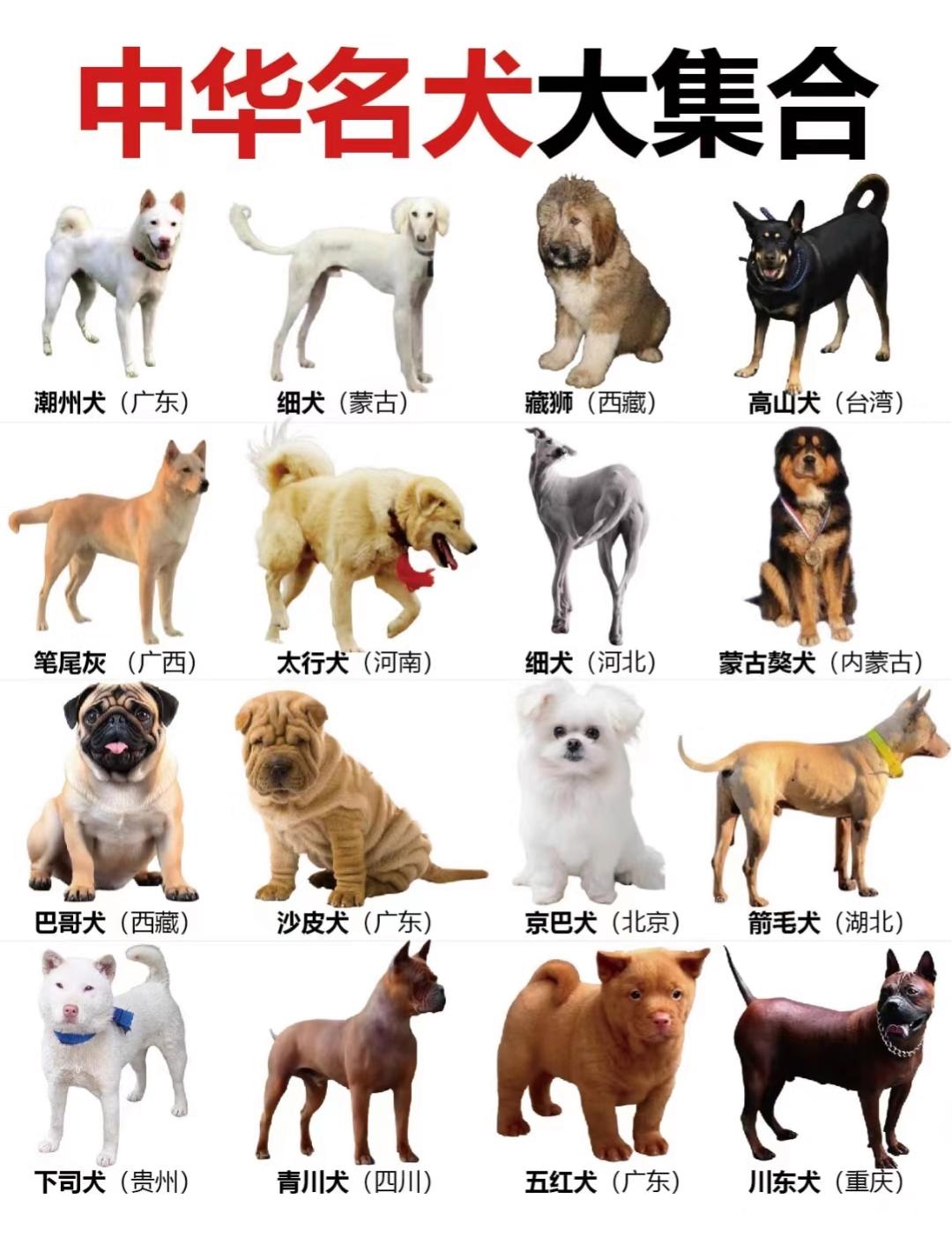 喜欢狗狗的看过来:中华名犬大集合,为你详细分析各种名犬的优点,性格