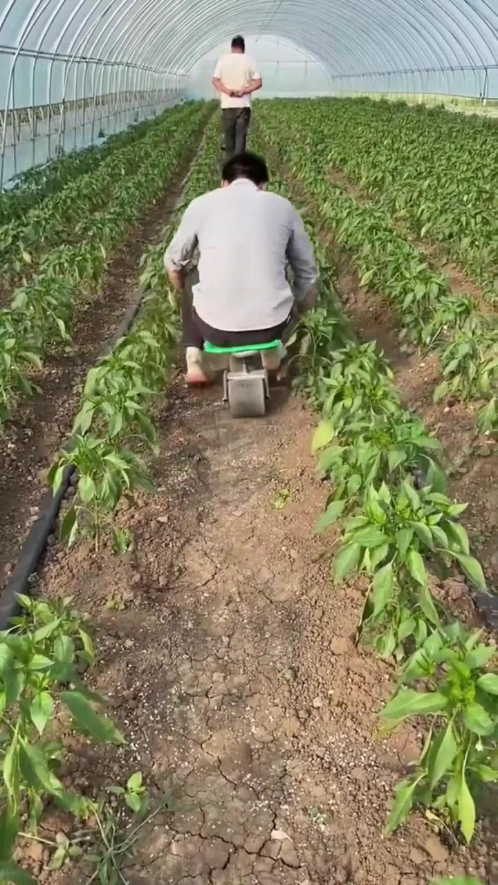 不愁销路的懒人种植项目(懒人种地适合种什么农作物)
