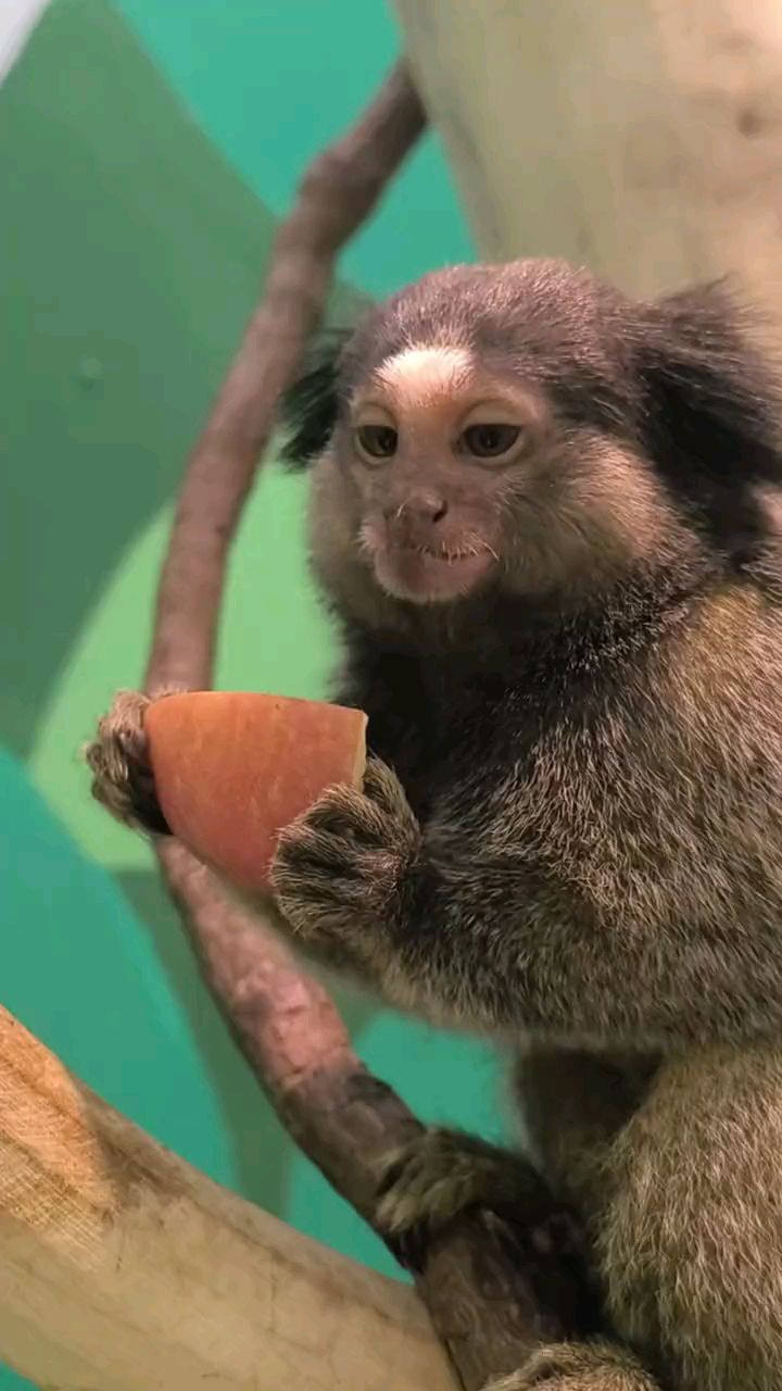 吃着好吃的苹果却不小心掉了#黑羽狨猴