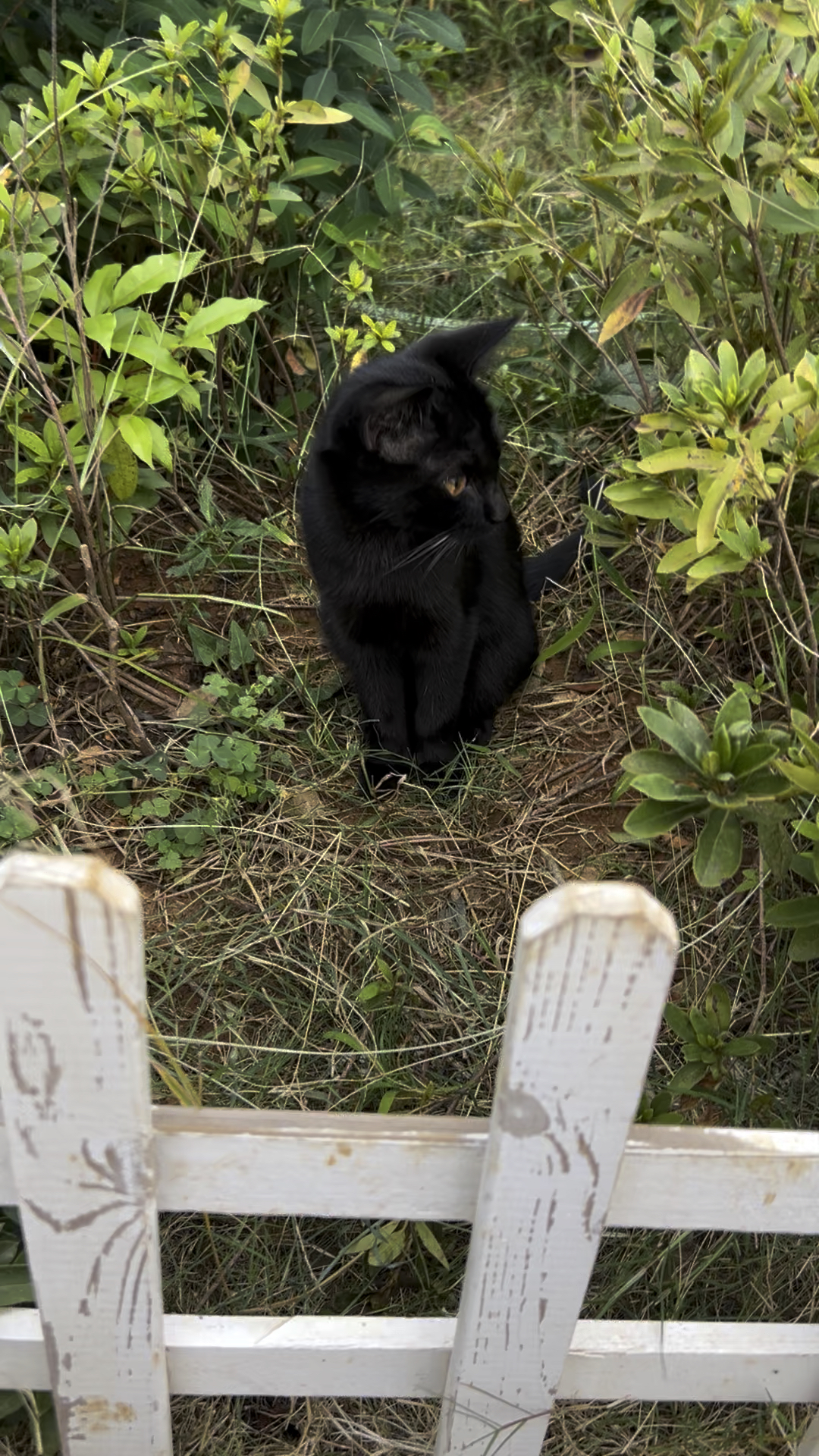 美片翡翠波斯猫图片