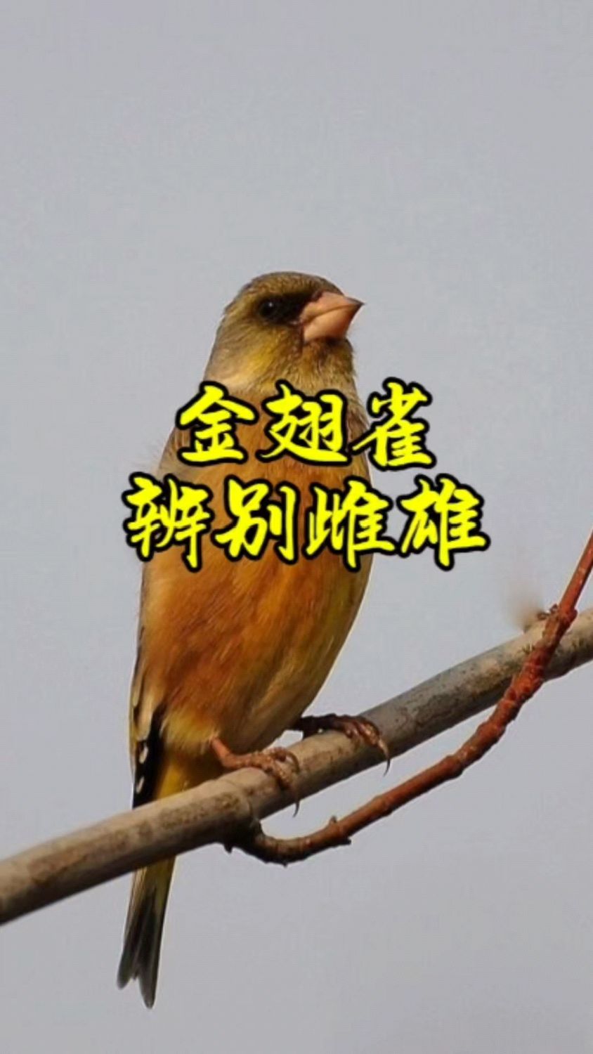 金翅雀怎样辨别雌雄,你学会了吗