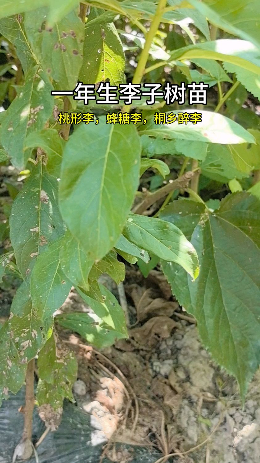一年生李子树苗品种有三个桃形李,蜂糖李,桐乡醉李