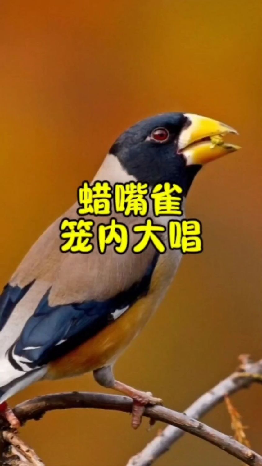 蜡嘴雀精品叫口,蜡嘴雀笼内大唱