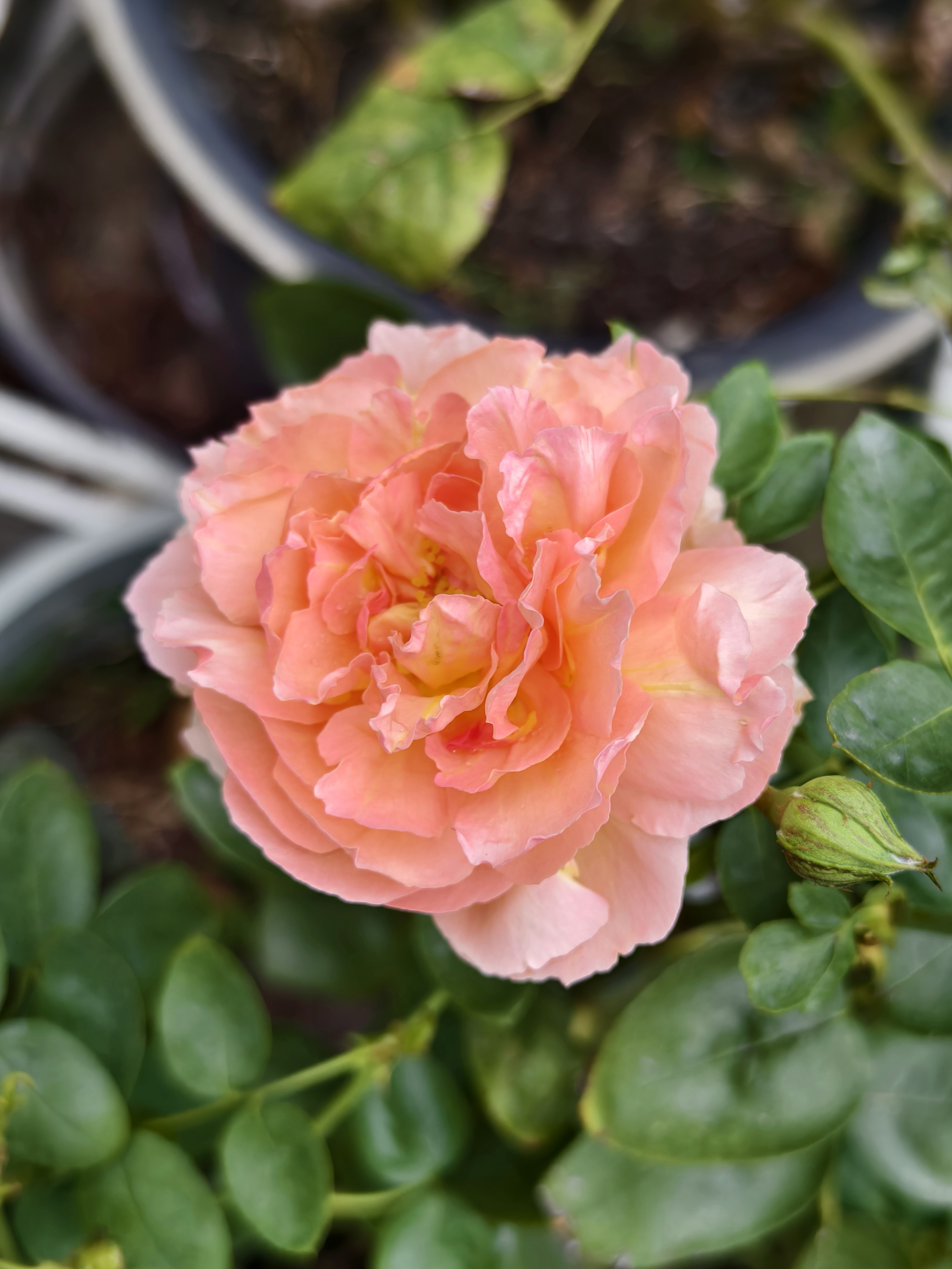 这两天,开得最靓的月季花品种,当属人间天堂,明亮的橙粉色,明丽又不失