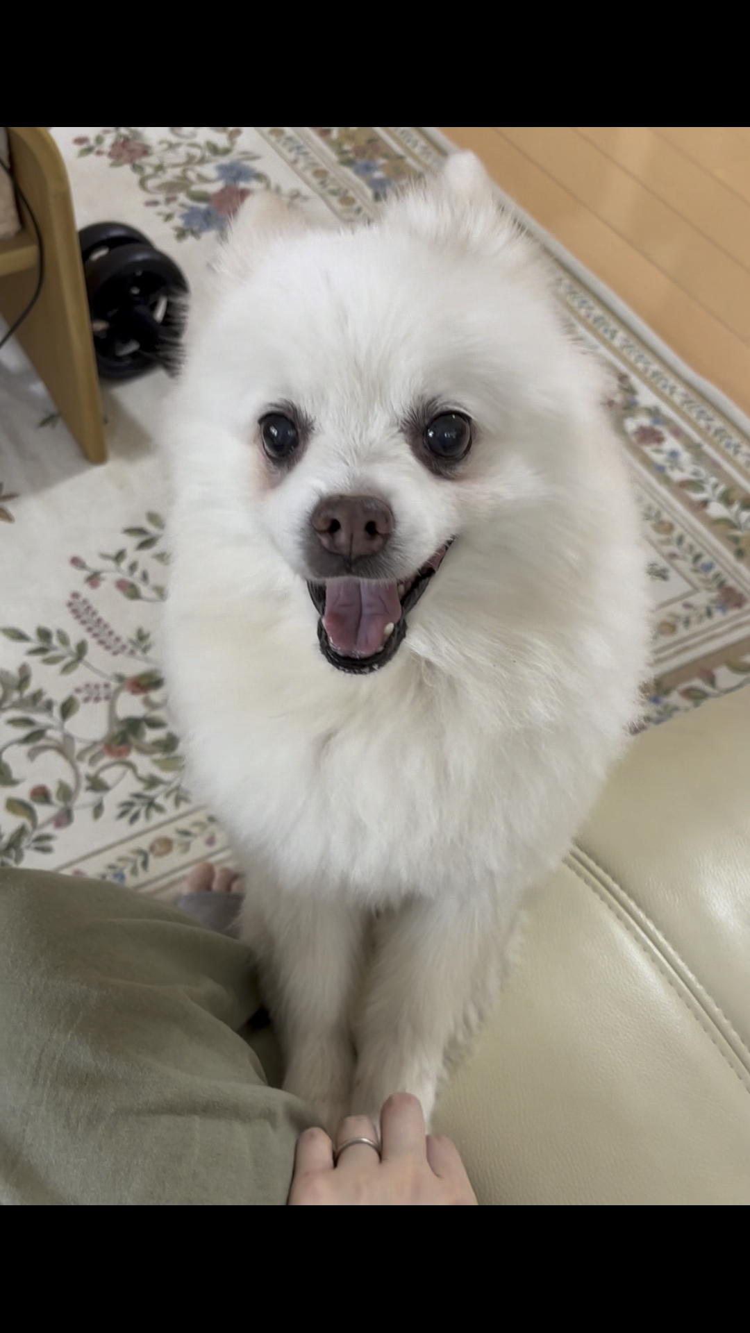 狗子的大眼睛,超萌超治愈