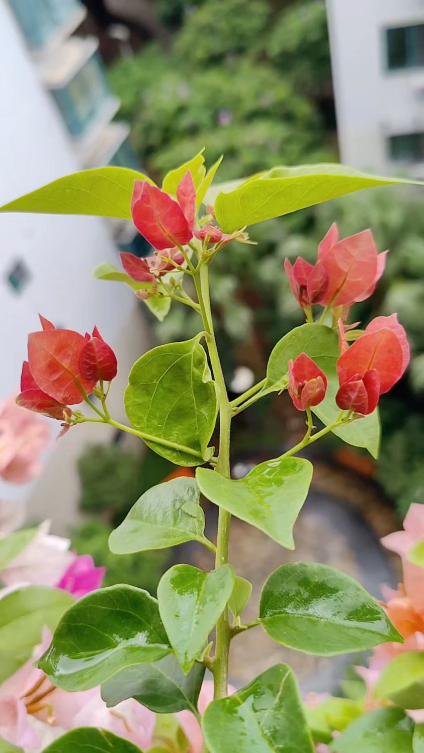 三角梅初开的花色