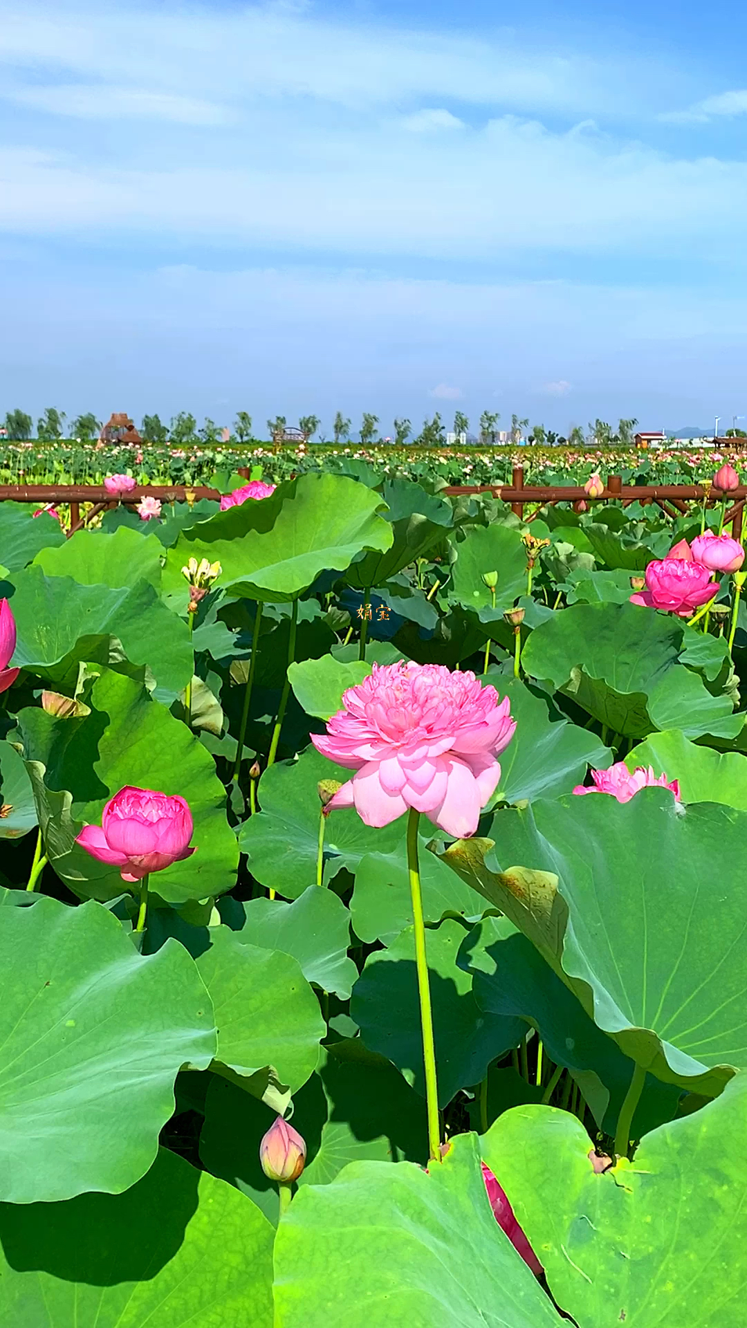 蓝天白云下的荷花唯美迷人