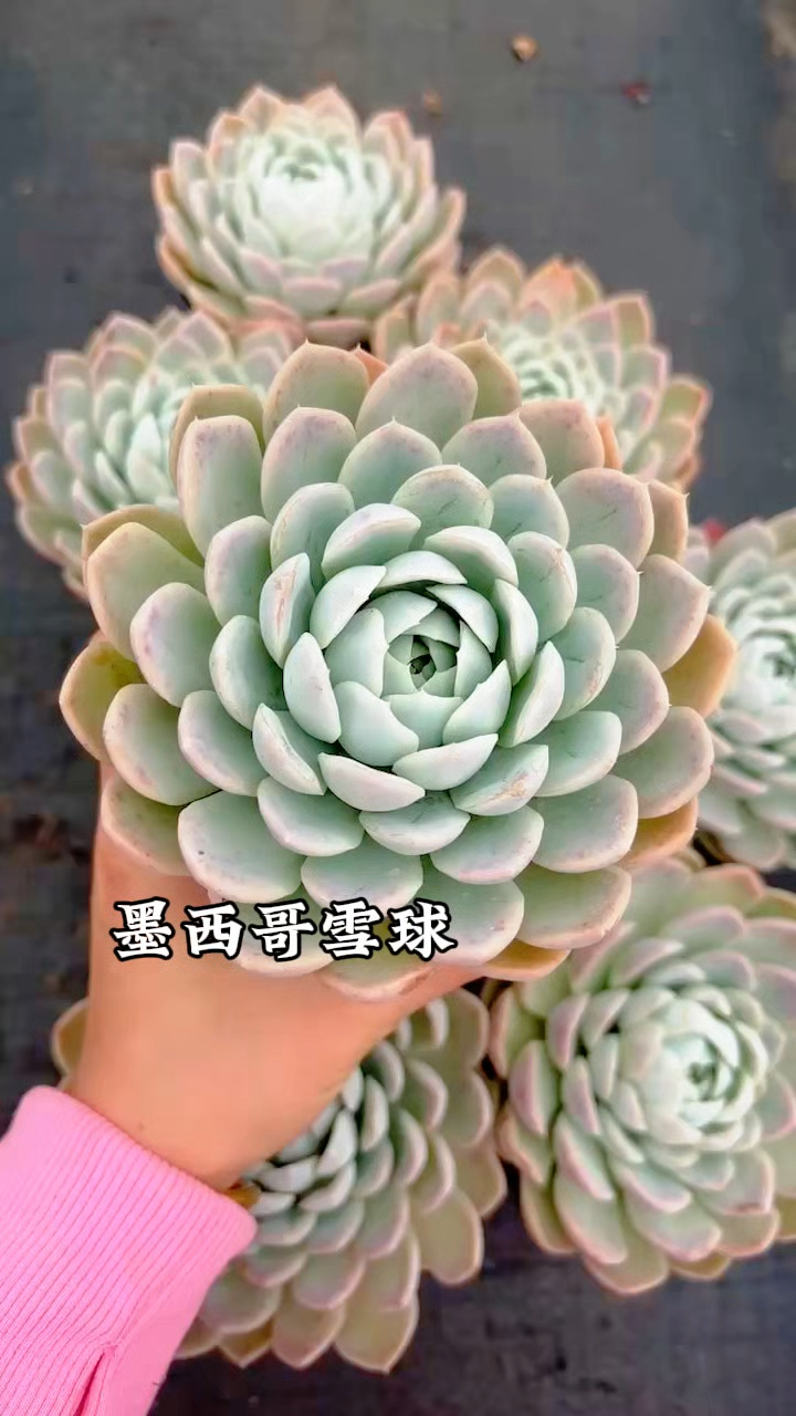多肉植物品种图鉴,墨西哥雪球