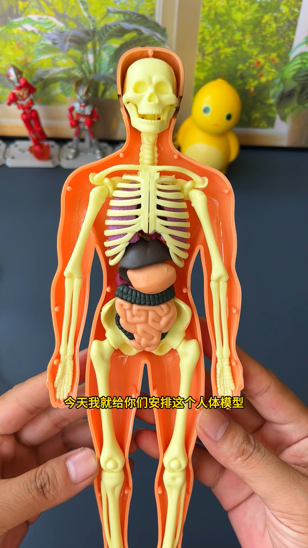 人体三维模型，人体三维模型头骨图片