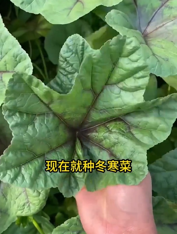 冬寒菜也叫冬葵,有野菜的清香,常用来煮粥口感一绝!
