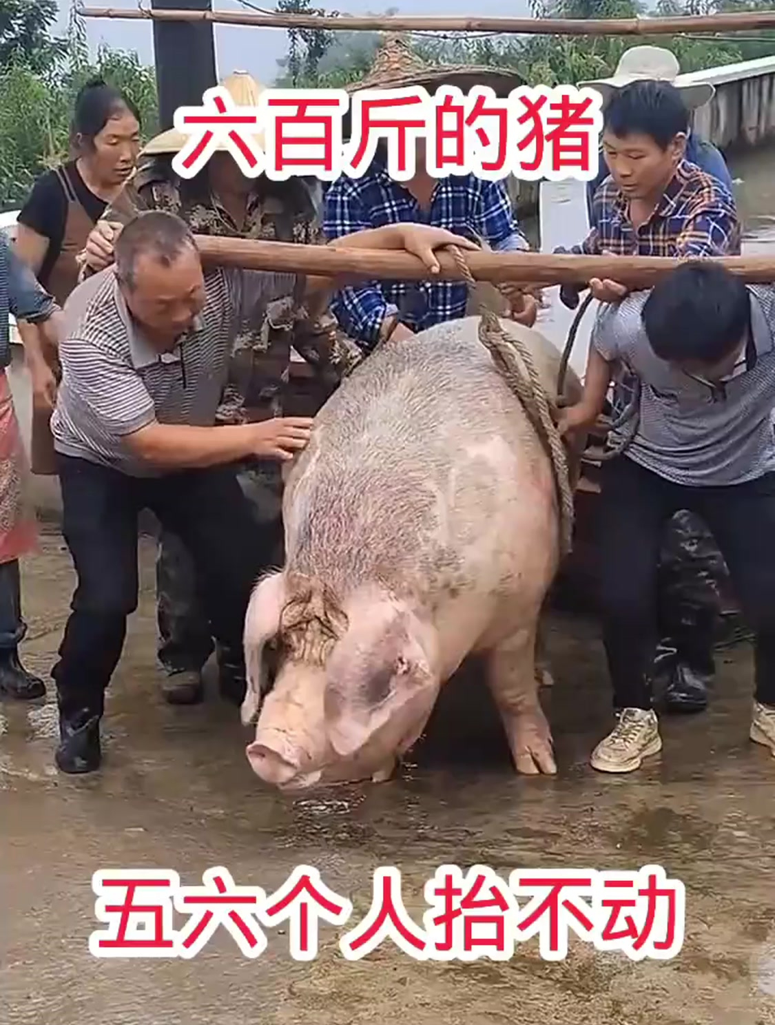 六百斤的猪,五六个人抬不动!