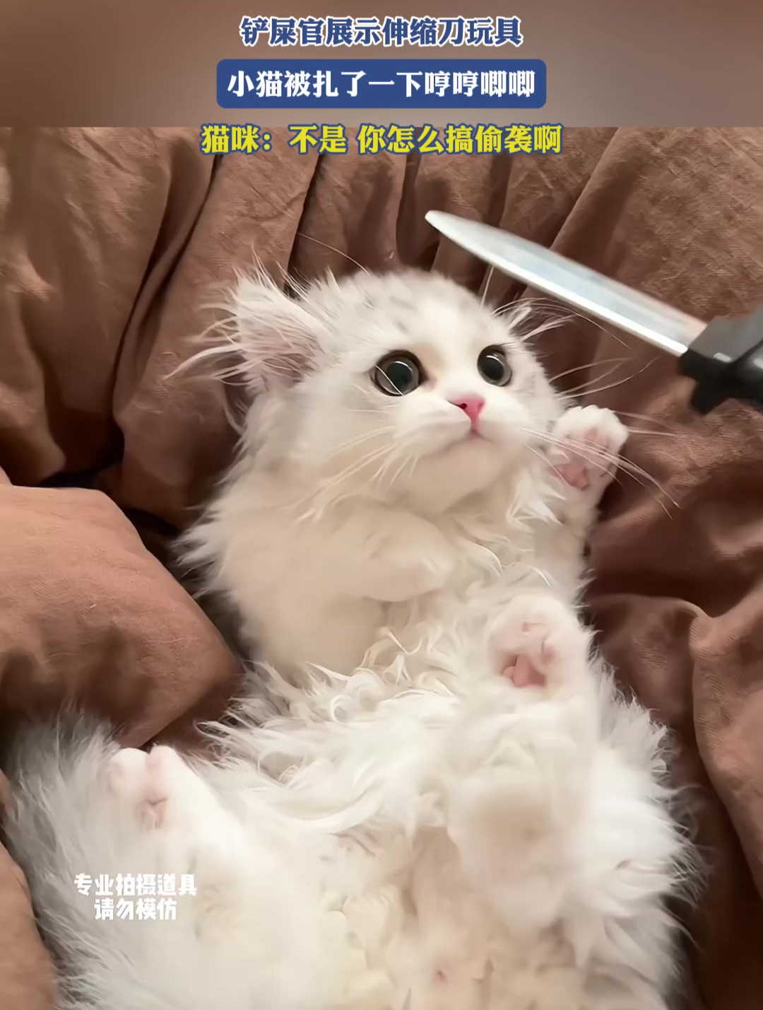 唧唧的猫个人资料图片