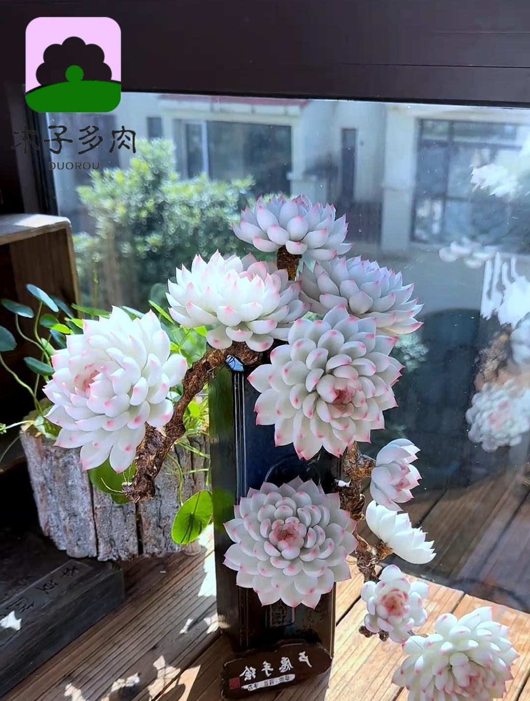 哇哦,你应该没见过这么美的吉娃娃白仙子悬崖桩多肉