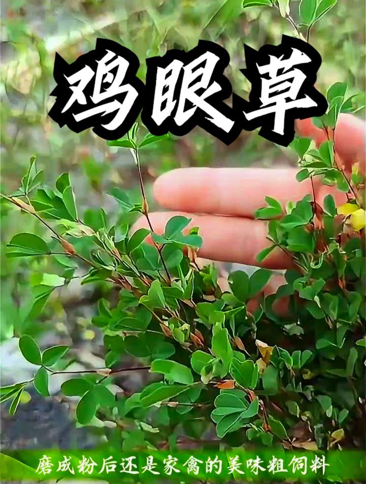 瞎眼草图片功效与作用图片