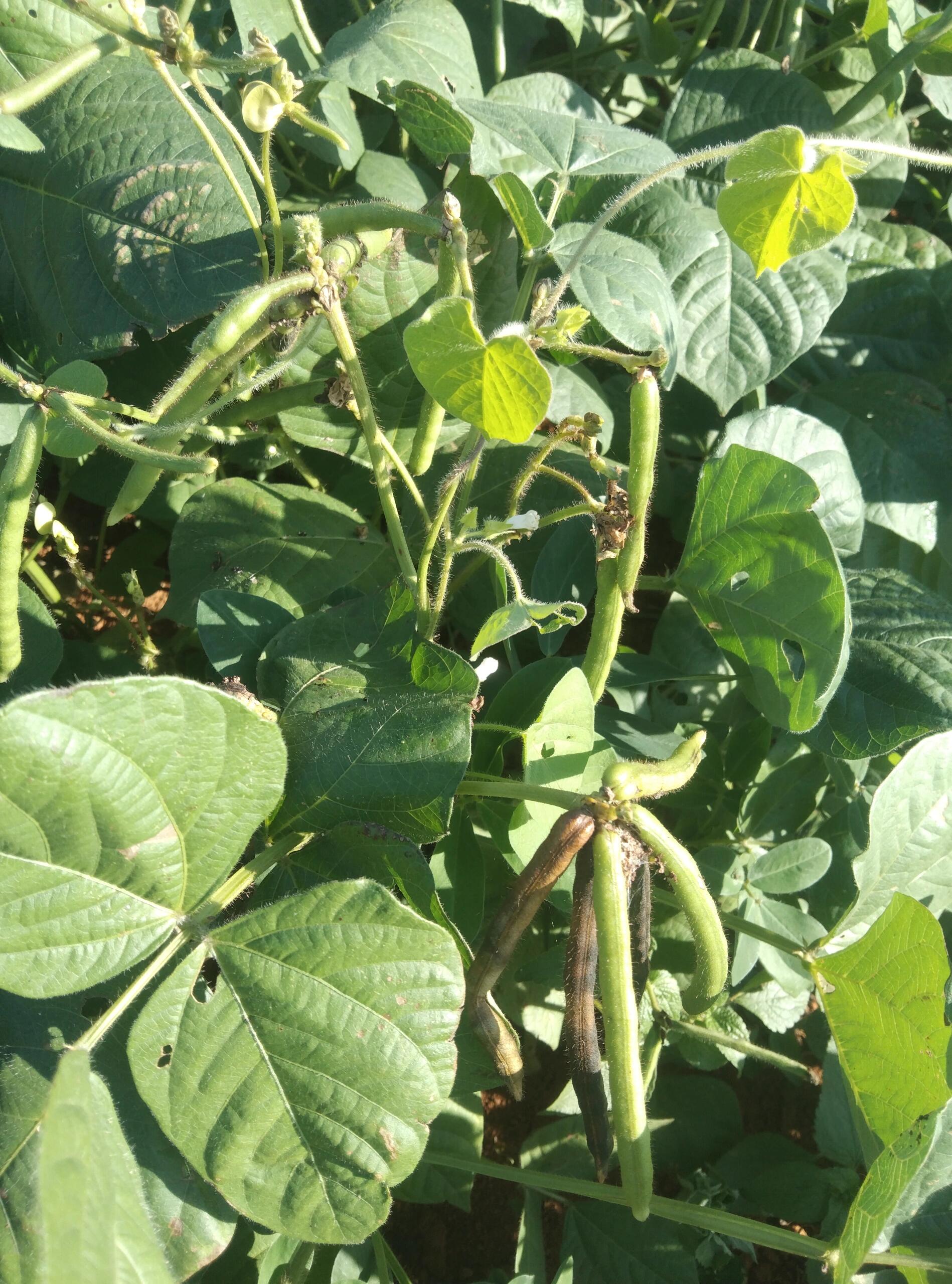 这个黄豆怎么这么长?变异了吗?