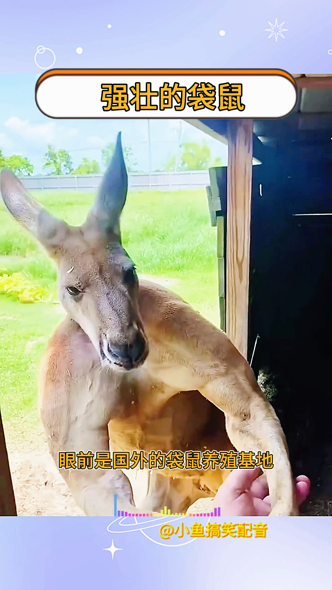 强壮的袋鼠,全身的腱子肉