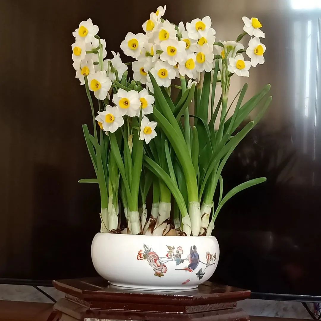 冬日里的"花仙子":10种代表冬天的花,让你的冬天不再单调!