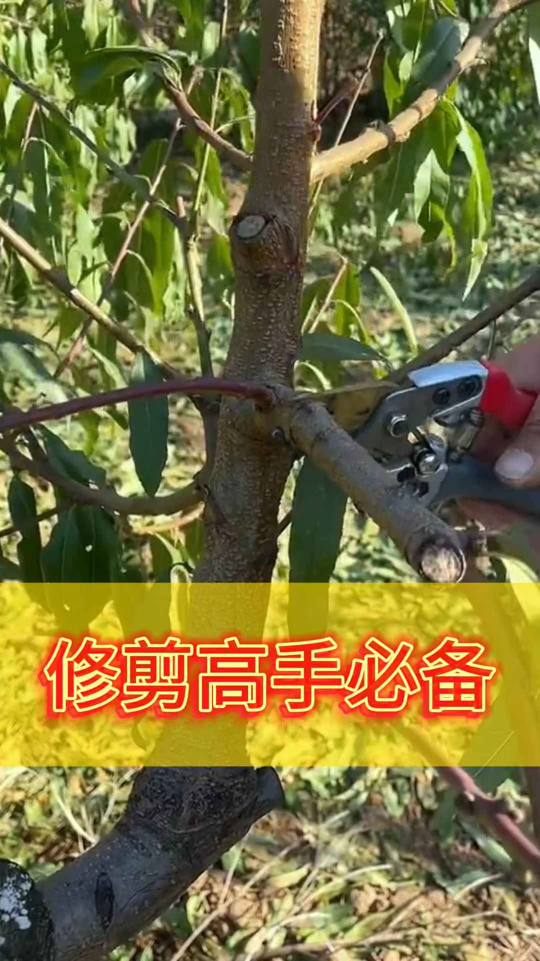 盆栽苹果树怎么剪枝图片