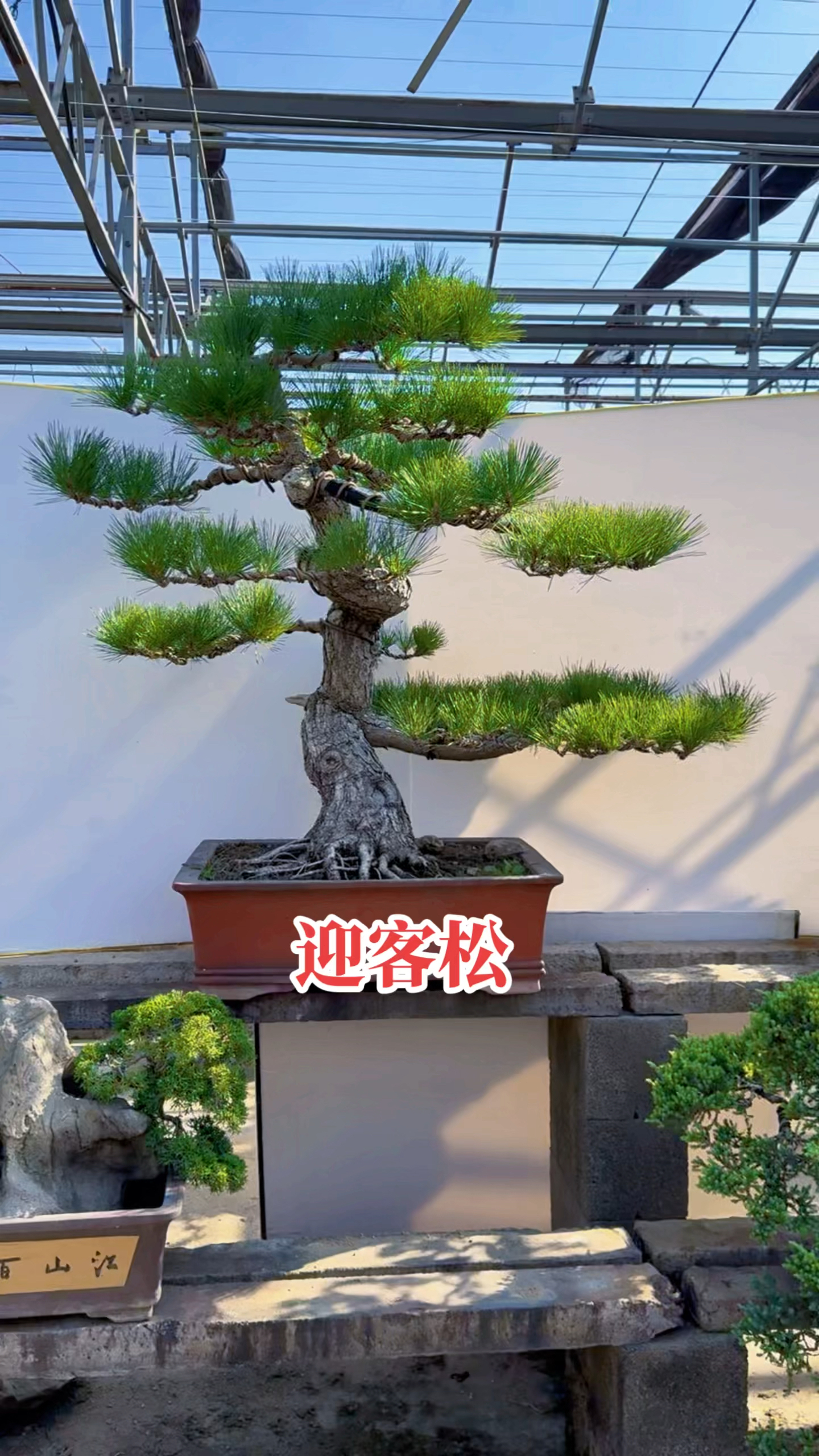迎客黑松盆景庭院景观盆景艺术
