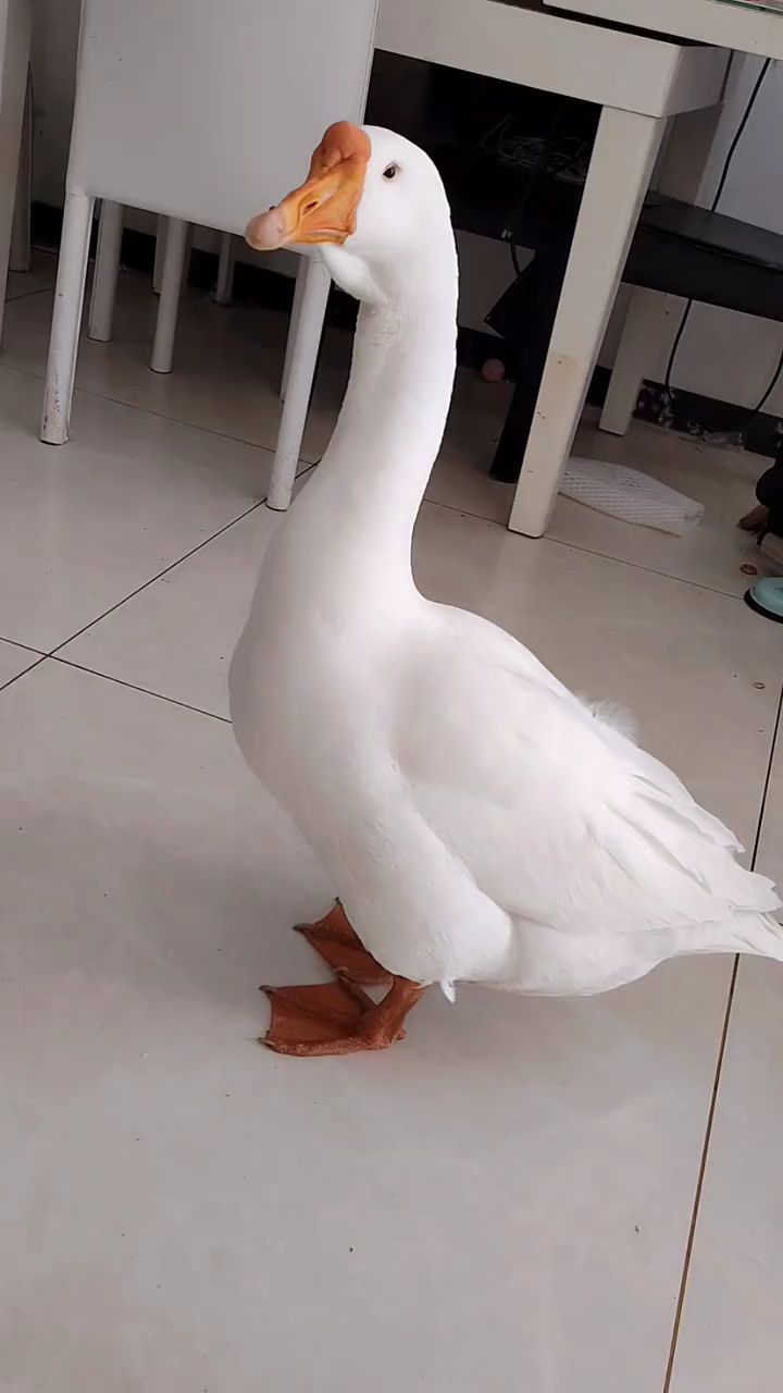 看个歪头杀,还被吼了一顿,那时候才明白大鹅对你只有一种表情