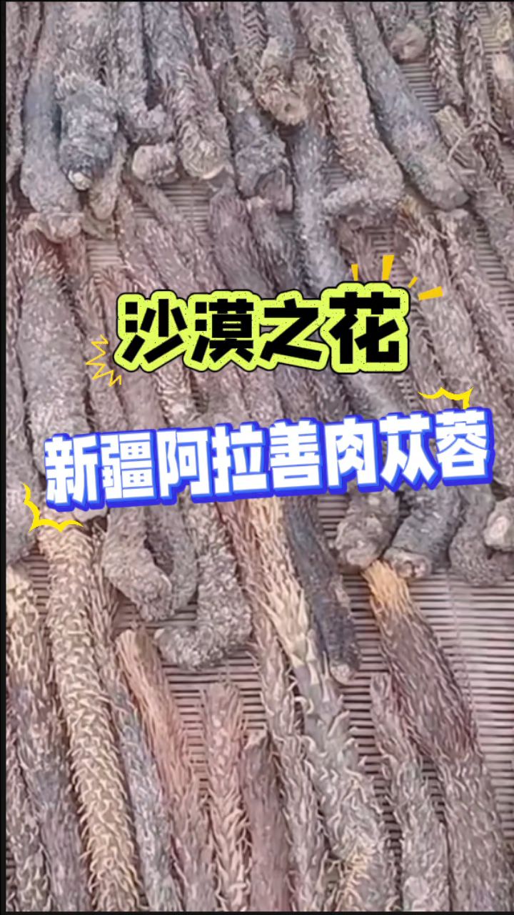 沙漠之花「肉苁蓉」