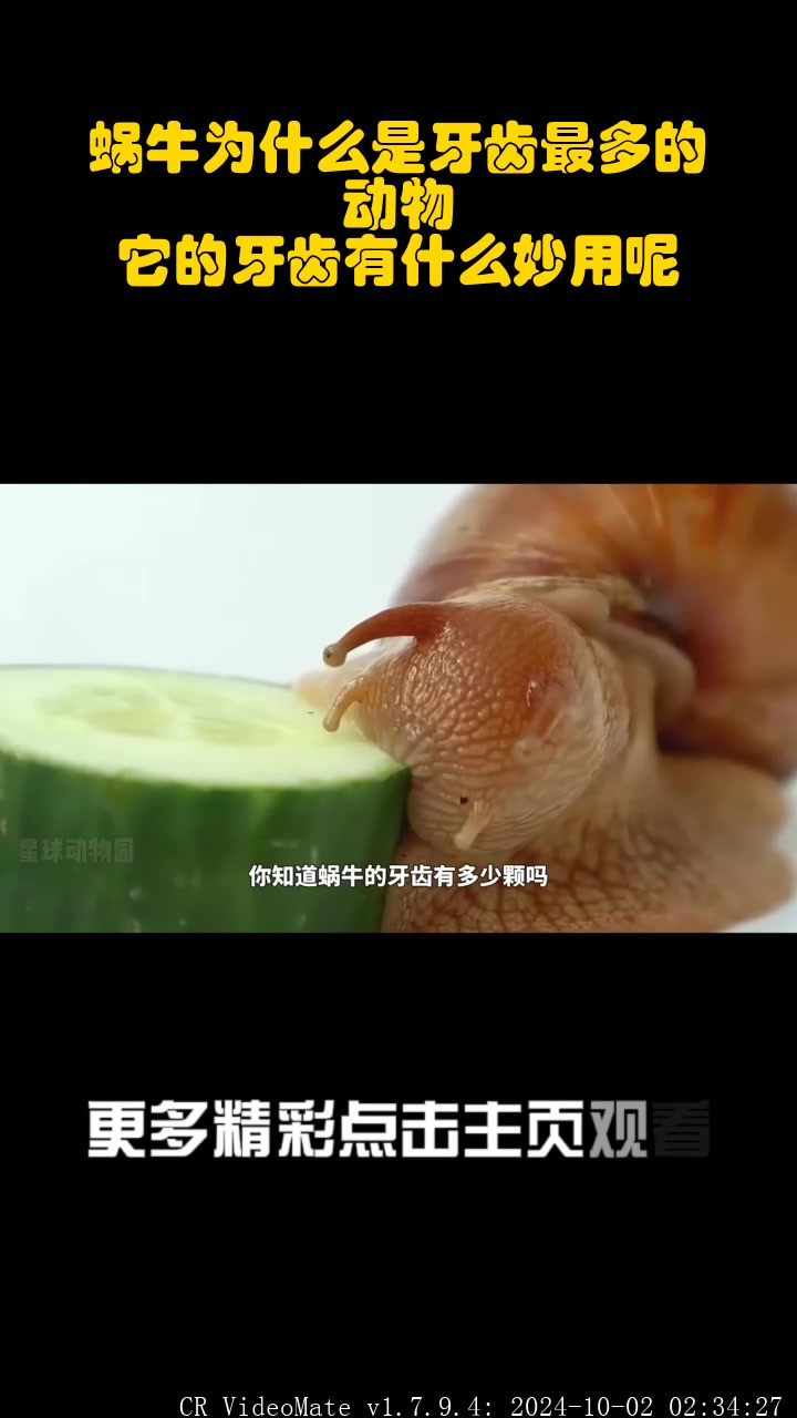 蜗牛为什么是牙齿最多的动物?它的牙齿有什么妙用呢?