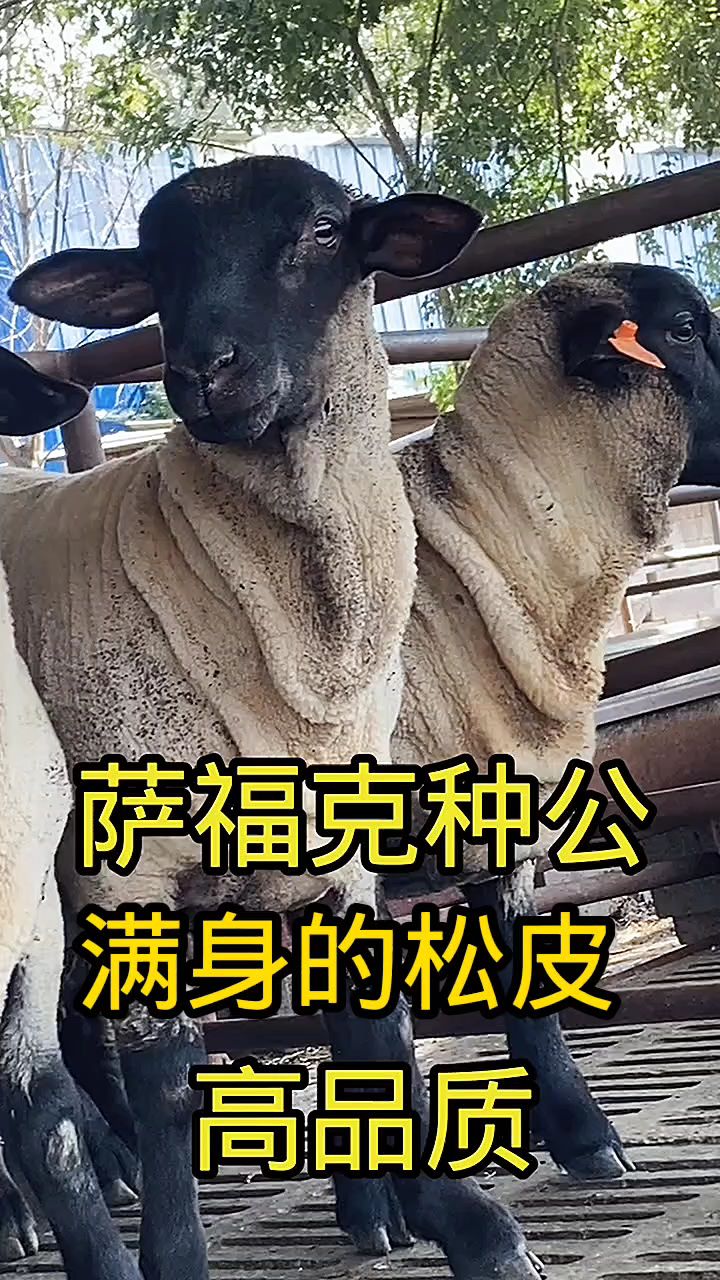 陕西萨福克种羊场图片