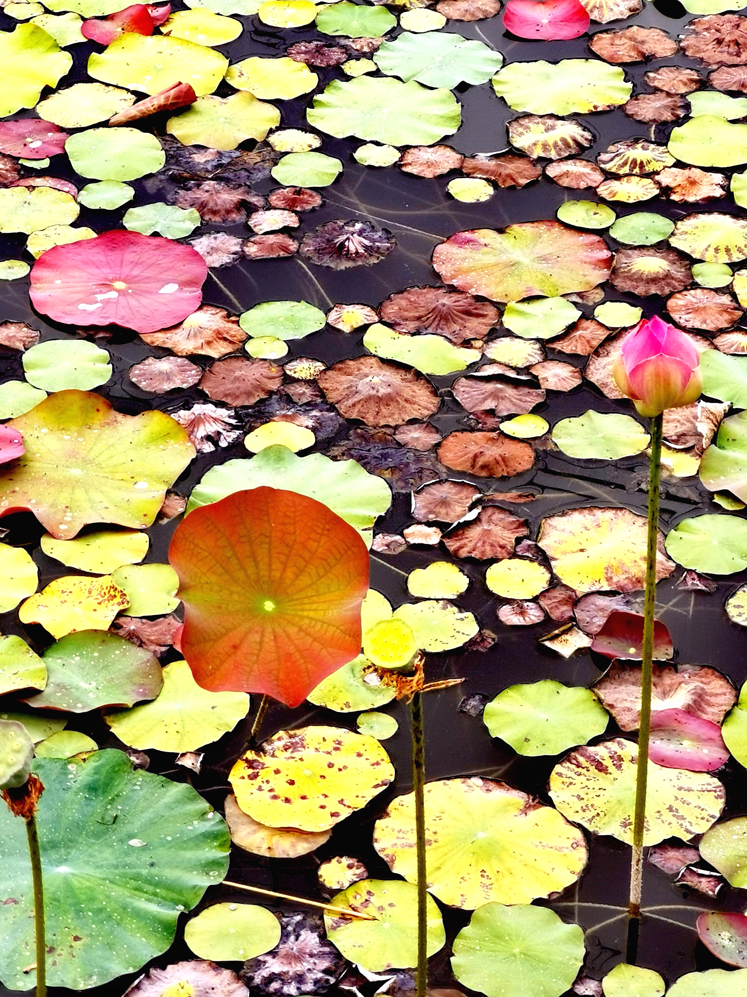 色彩斑斓的荷叶#随手拍