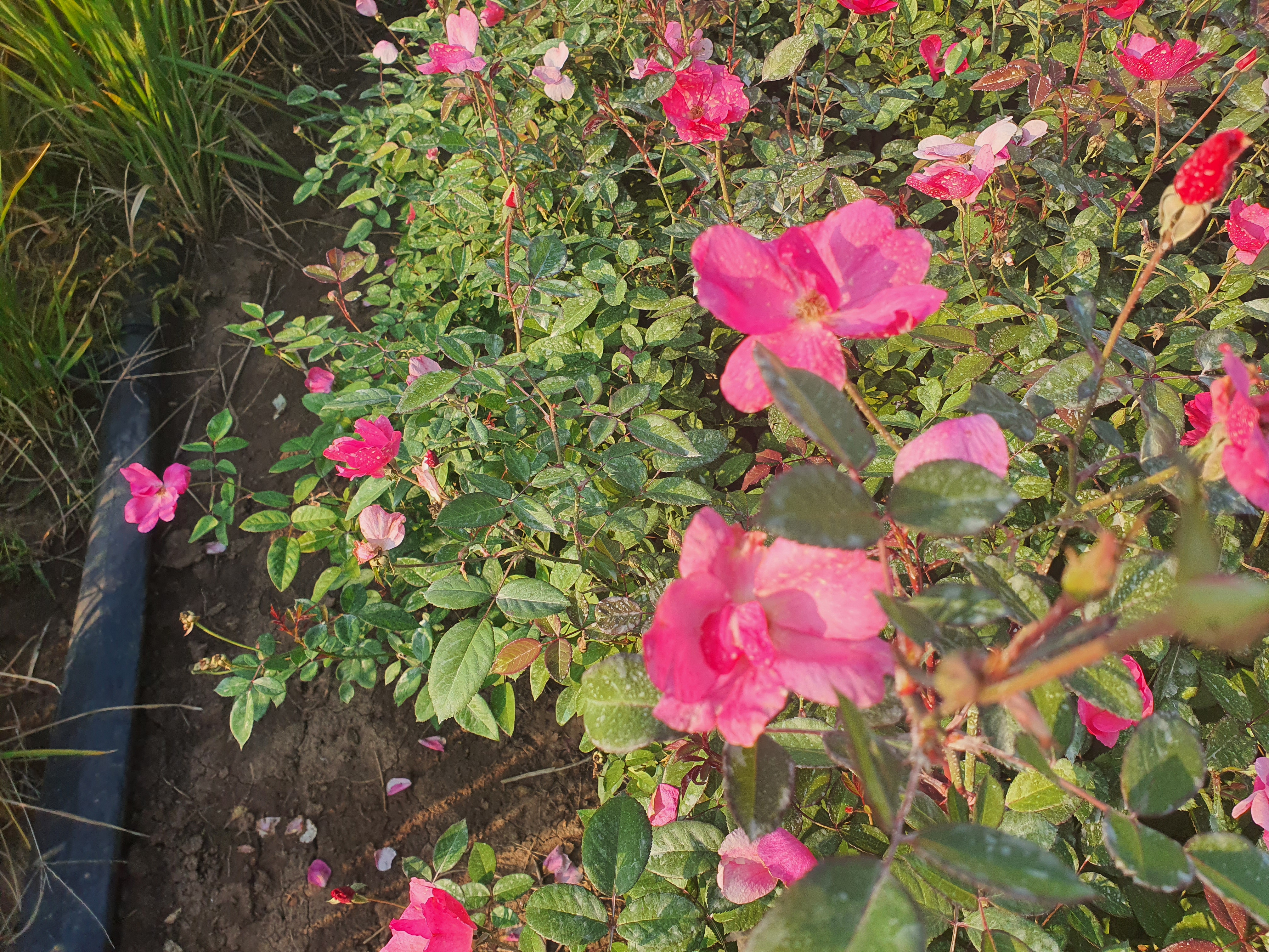 丰花月季是蔷薇科蔷薇属的一种灌木植物,以下是关于丰花月季的详细