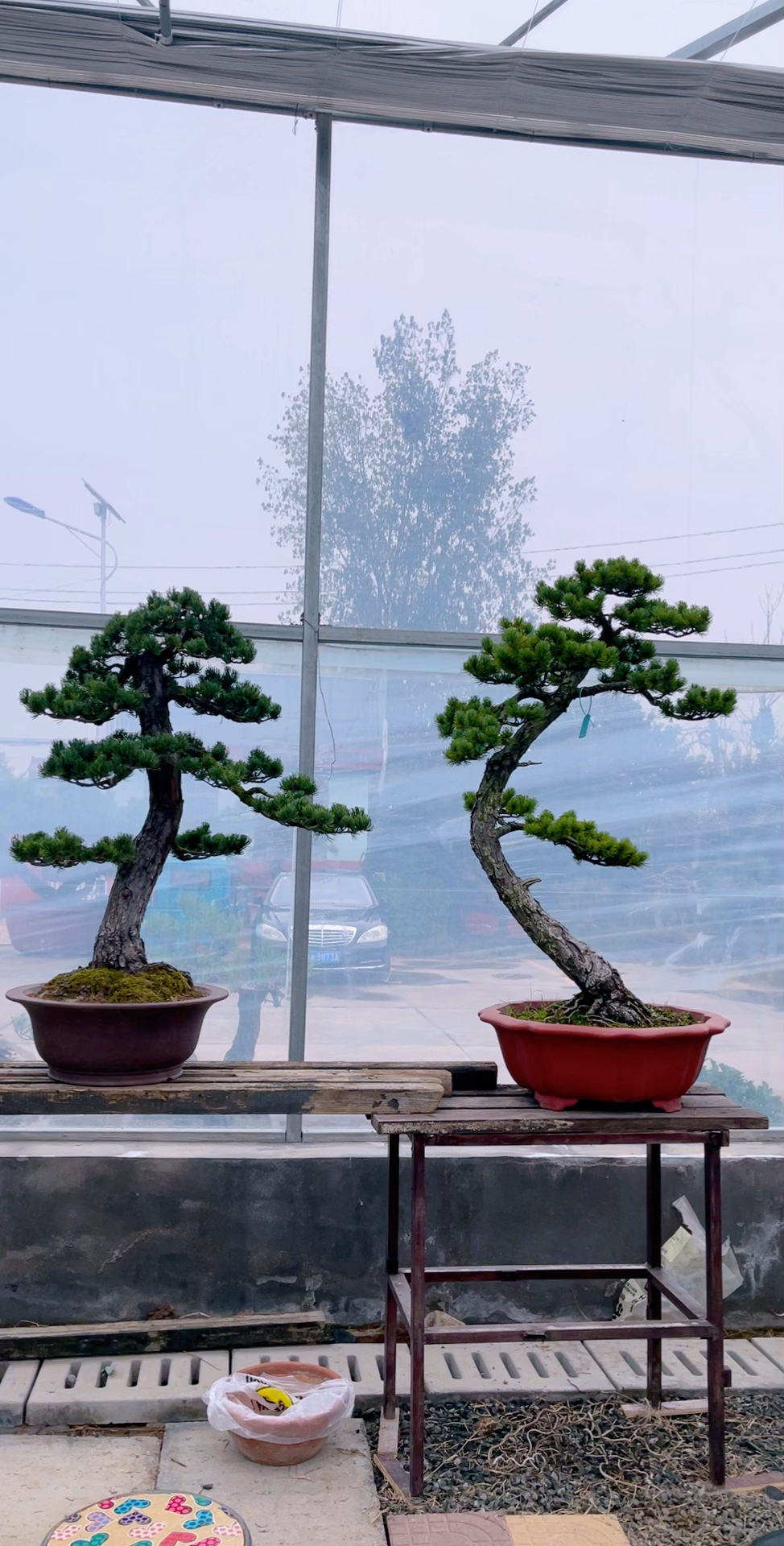 精品五针松 大阪松盆景